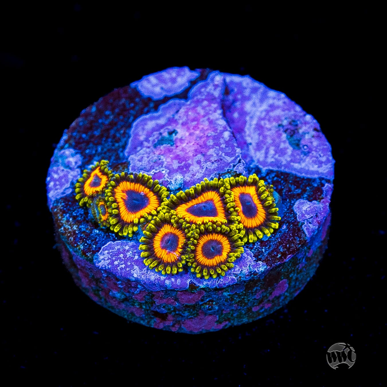 Eagle Eye Zoanthids
