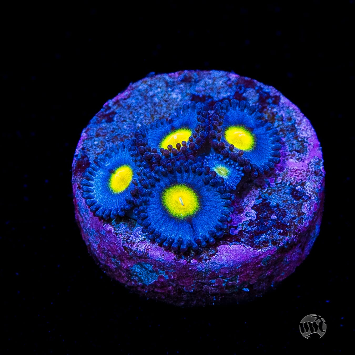 WWC AOI Zoanthids