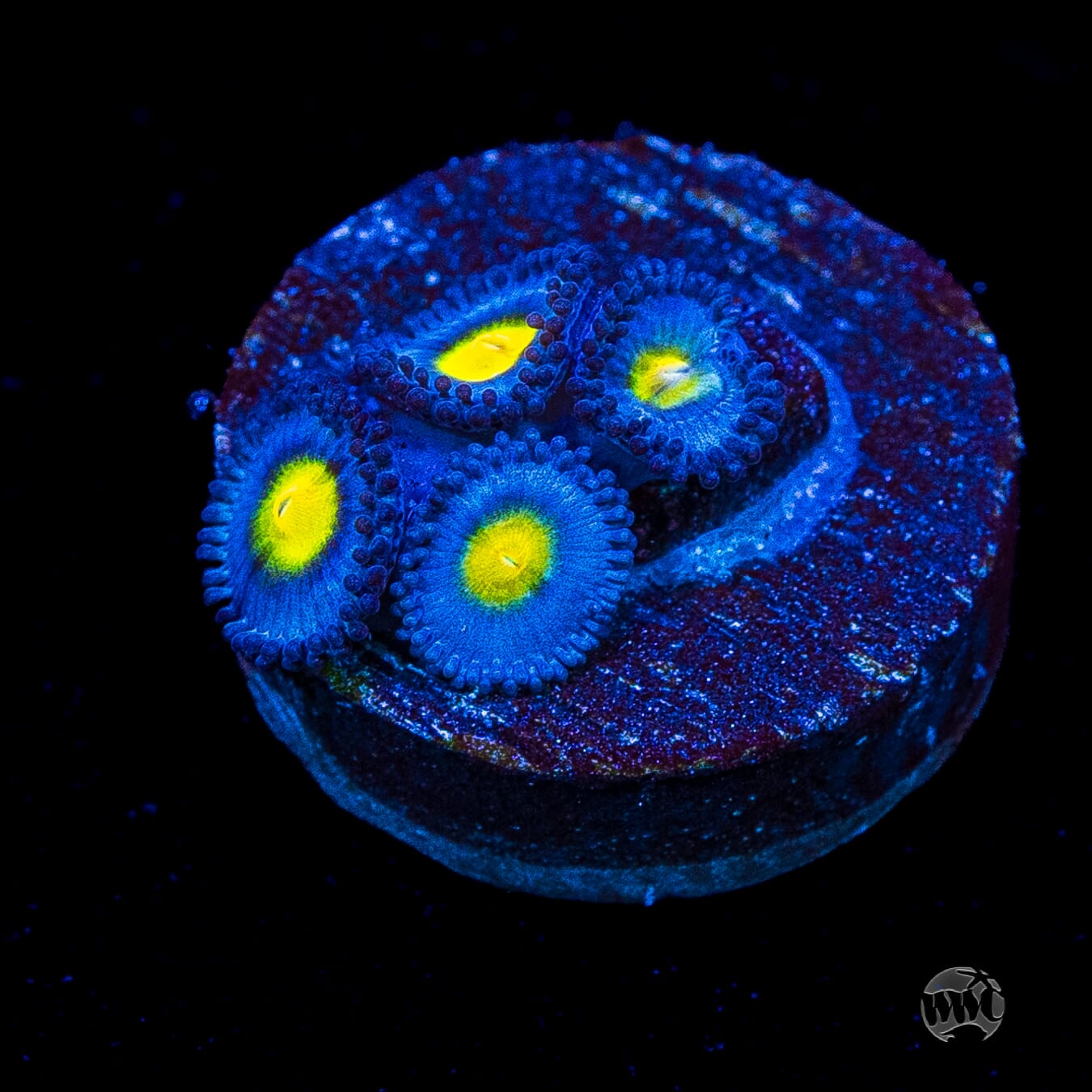 WWC AOI Zoanthids