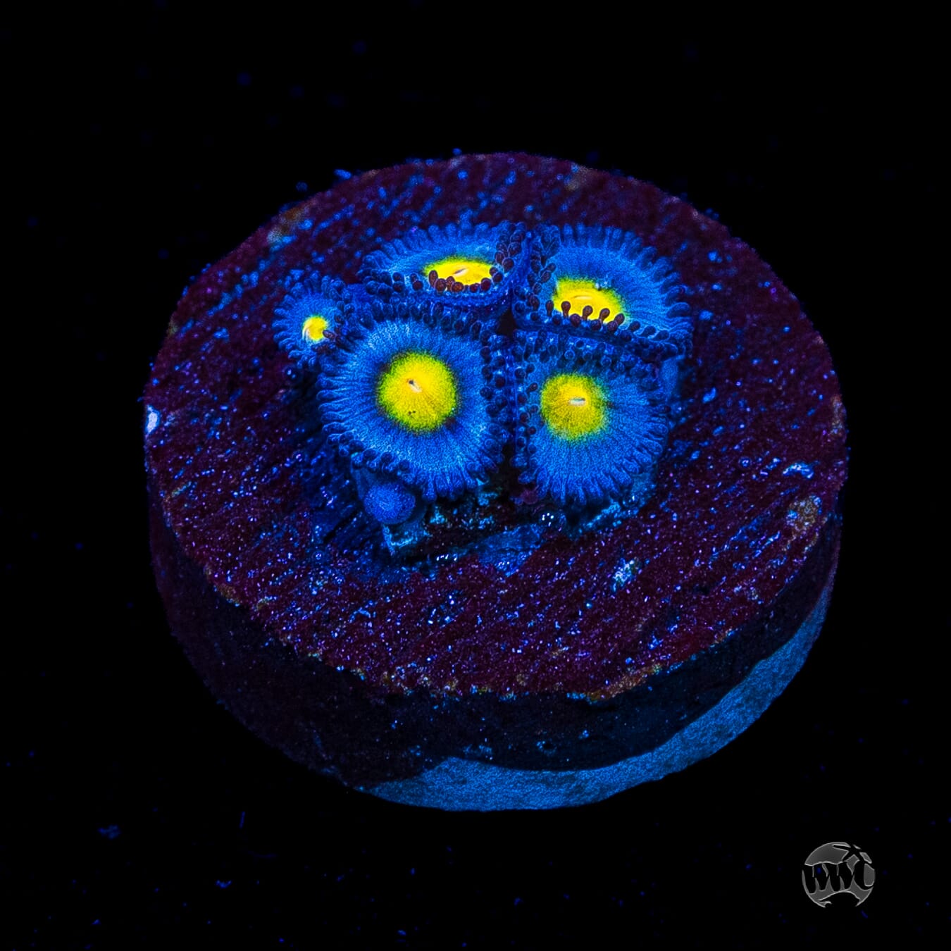 WWC AOI Zoanthids