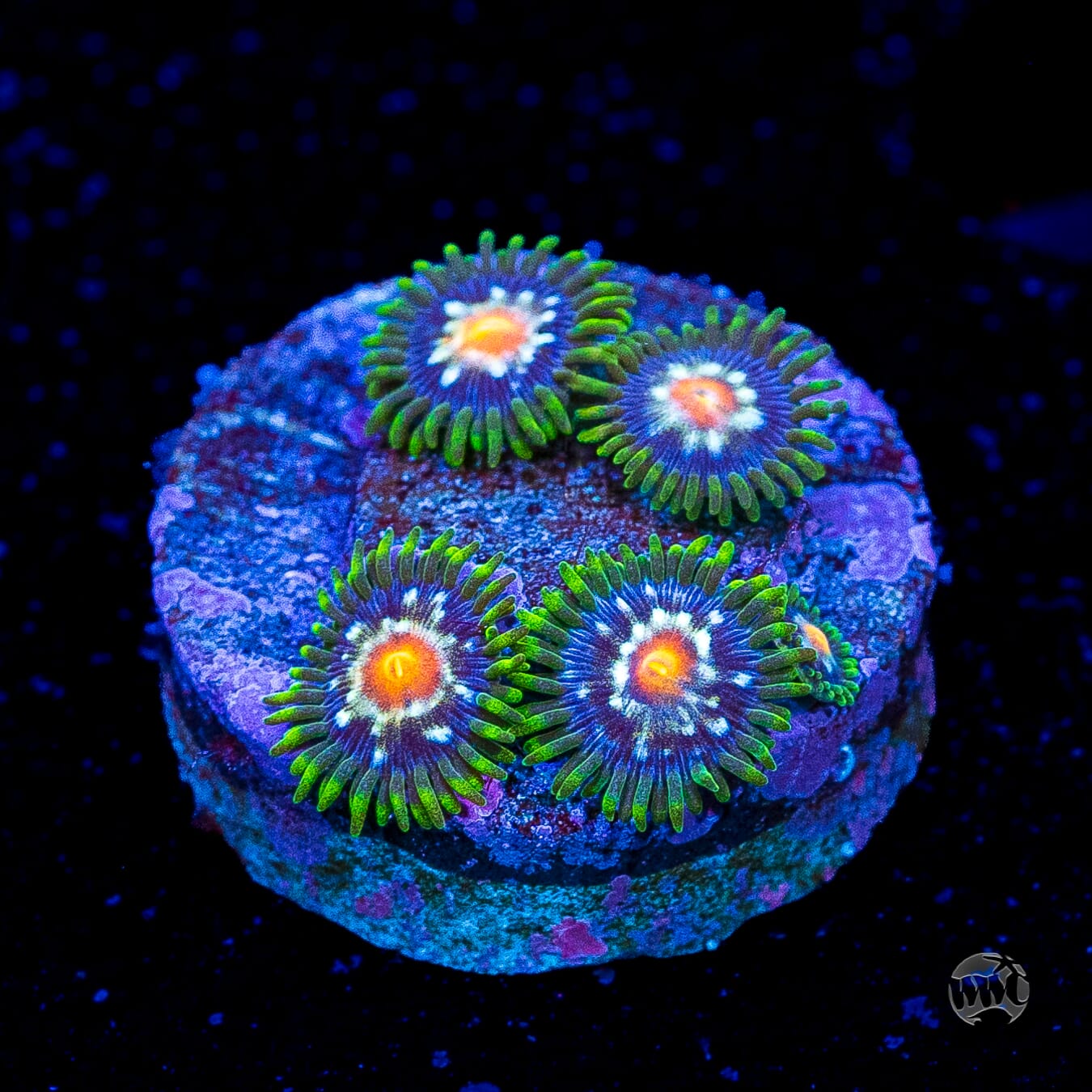 Jason Fox Stargazer Zoanthids