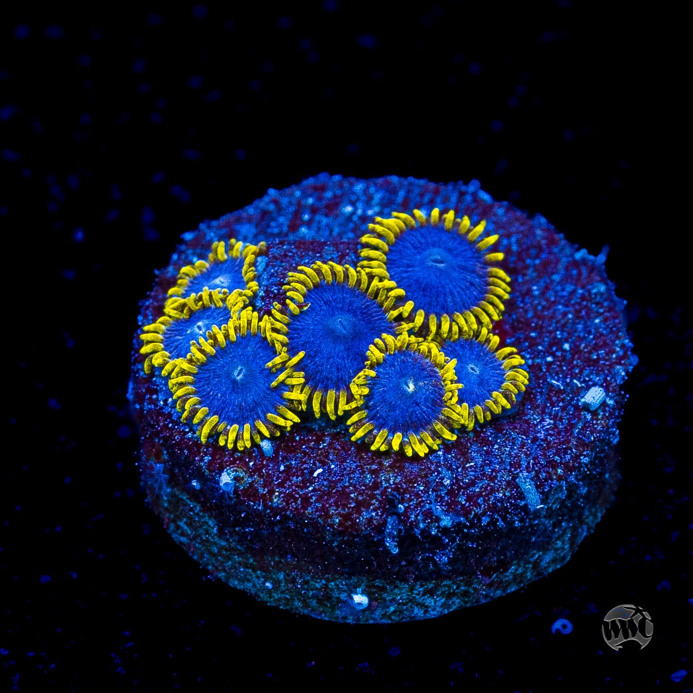 WWC Blue Angel Zoanthids