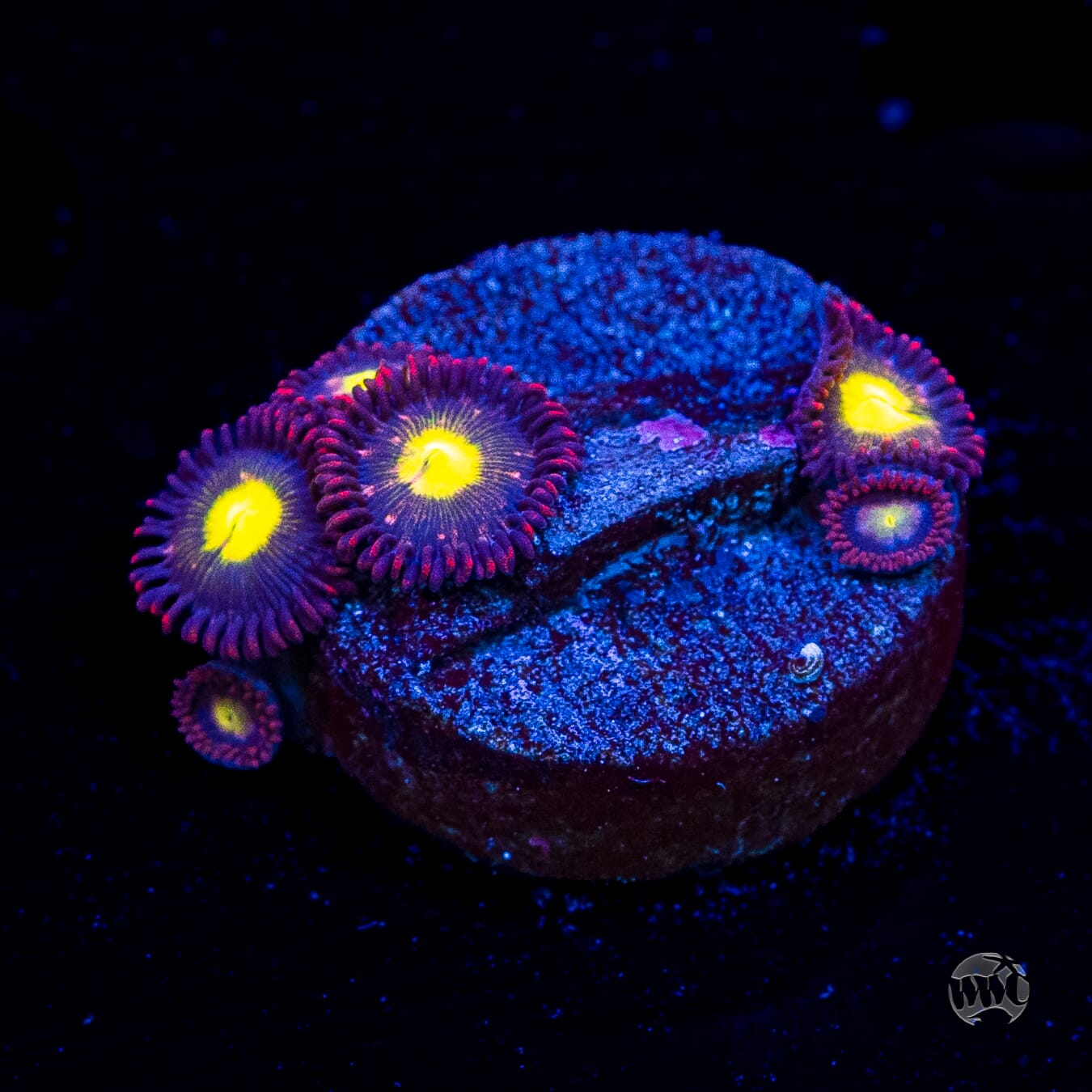 WWC Egg Yolks Zoanthids