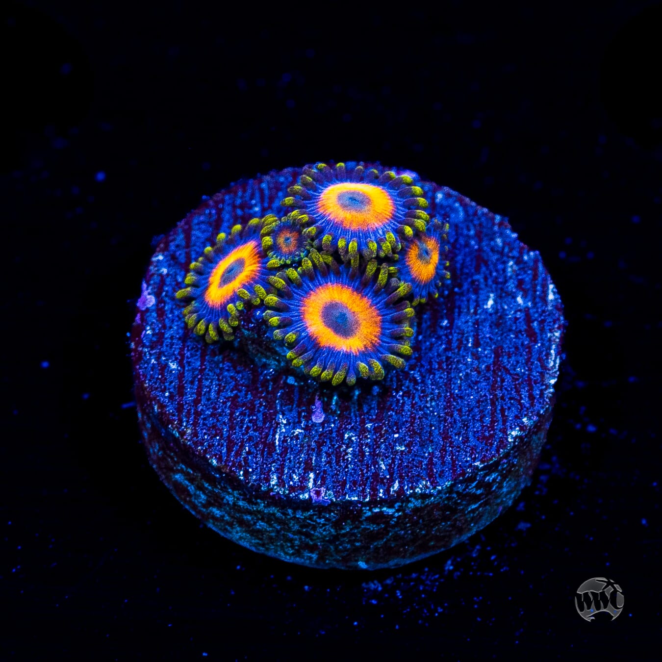 Jungle Juice Zoanthids