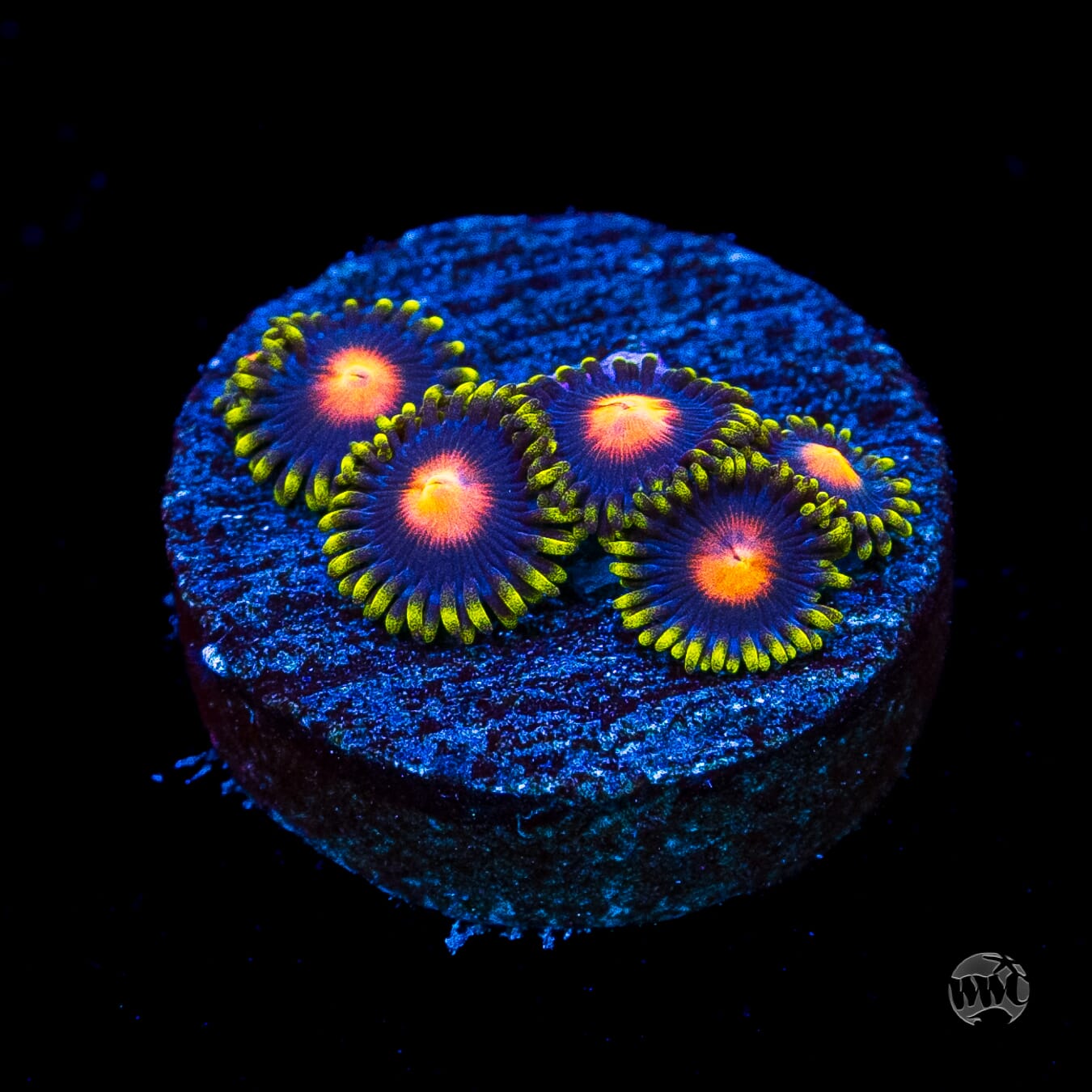 WWC Peacock Nipple Zoanthids
