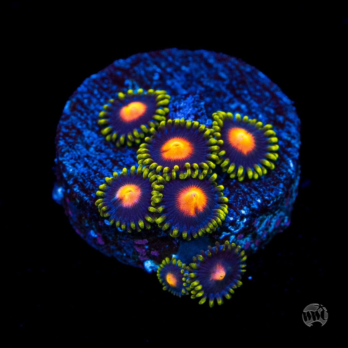 WWC Peacock Nipple Zoanthids