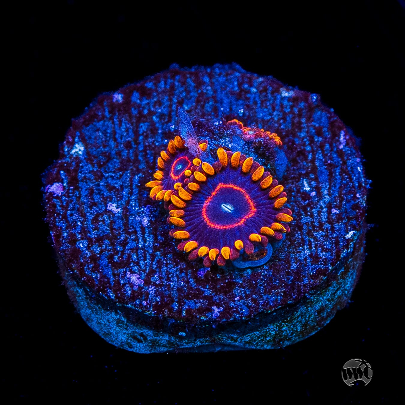 Red Hornet Zoanthids
