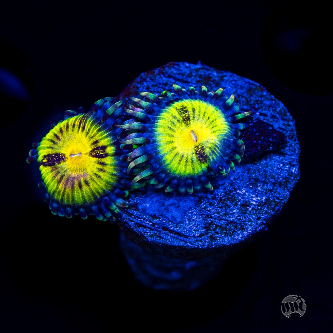 Jason Fox Butt Muncher Zoanthids