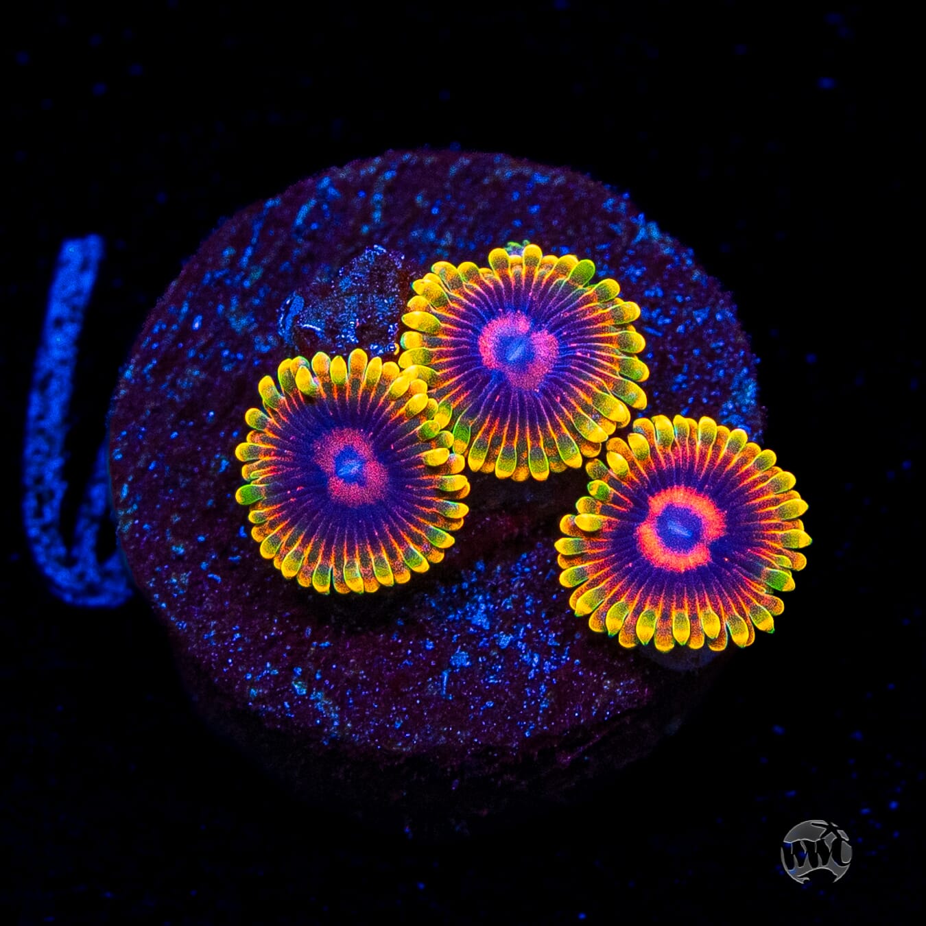 Mind Trick Zoanthids