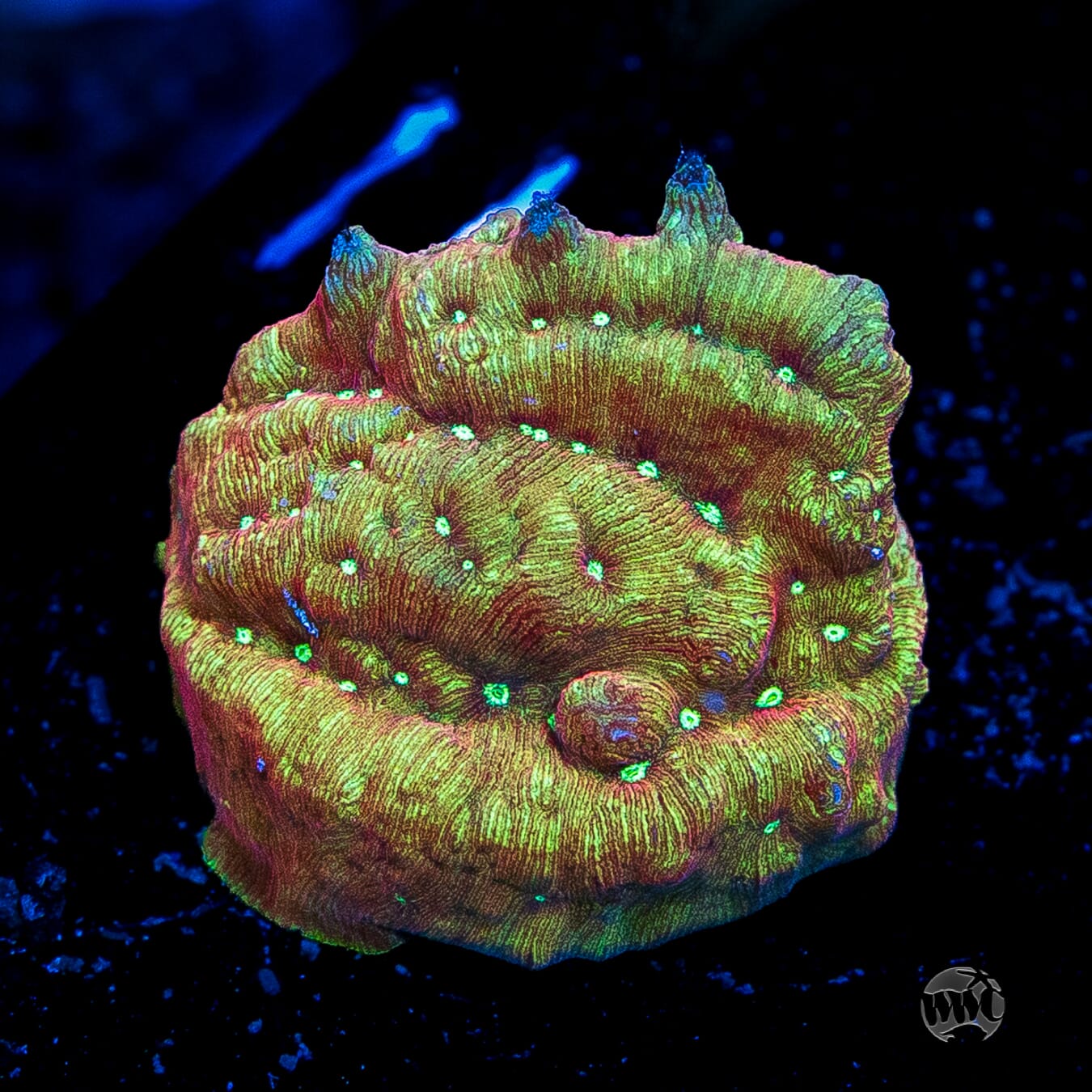 Coralꪔ̤̫ WWC Green Flash Leptoseris