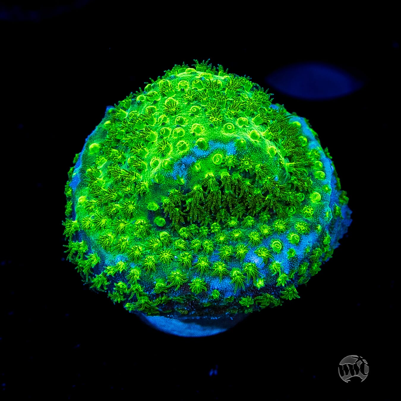 WWC Nightvision Stylocoeniella