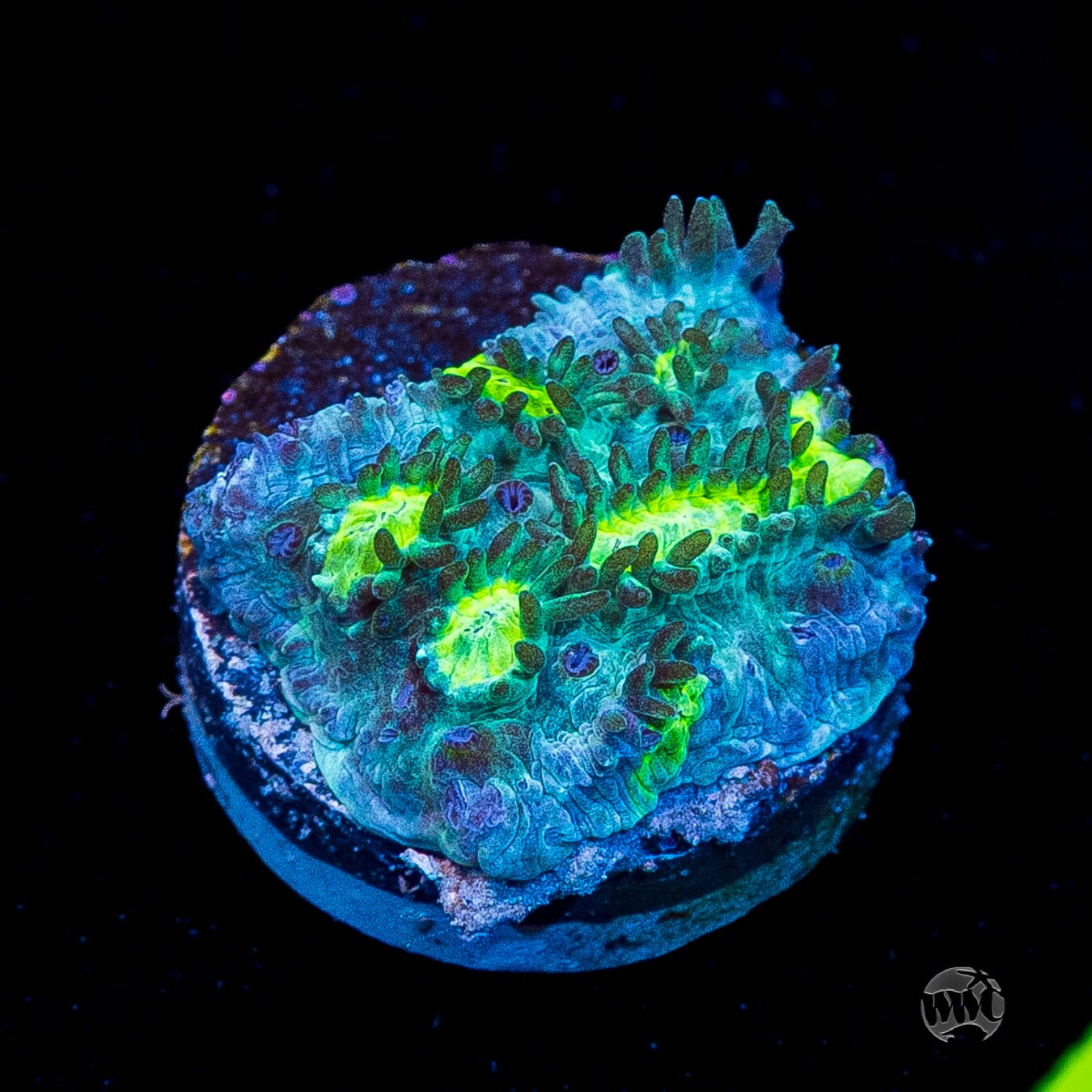 Jason Fox Blueberry Blast Hydnophora