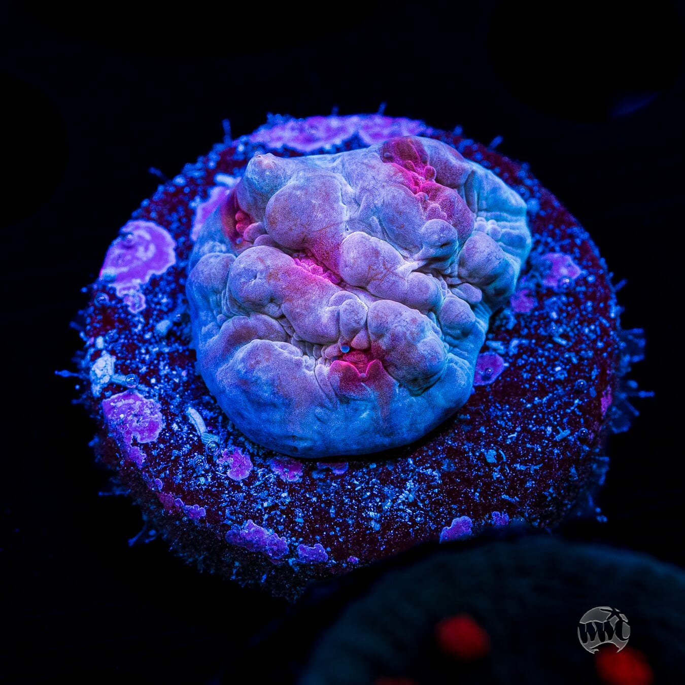 ※値下げ【レア盤】Jellyfish Fan Club Jellyfish – Fan Club (From The Rare To The Unreleased And Back
