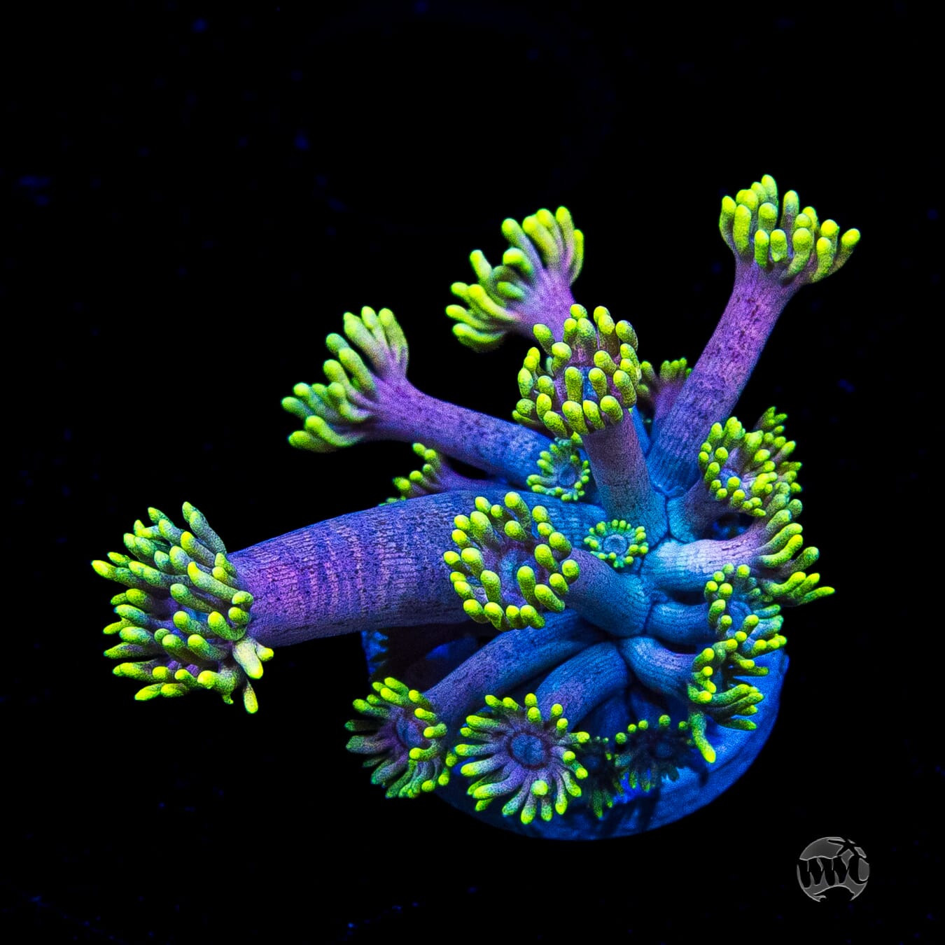 WWC Hail Hydra Goniopora