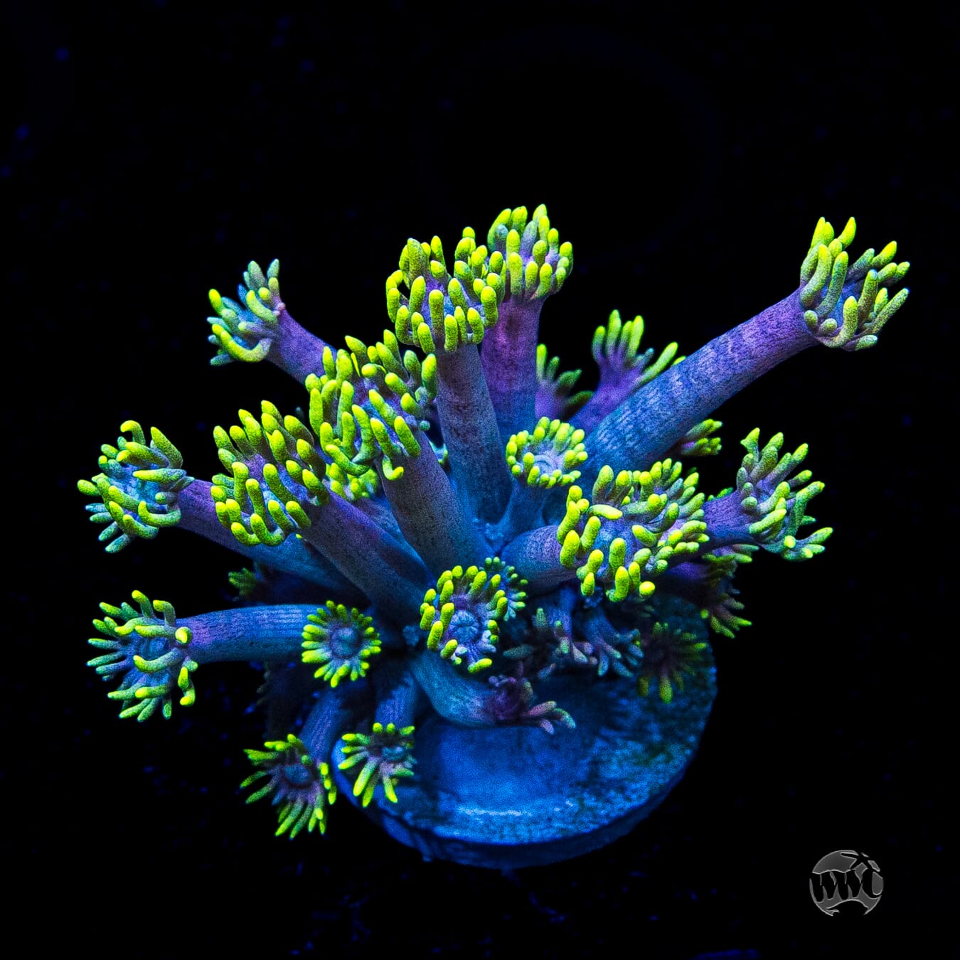 WWC Hail Hydra Goniopora