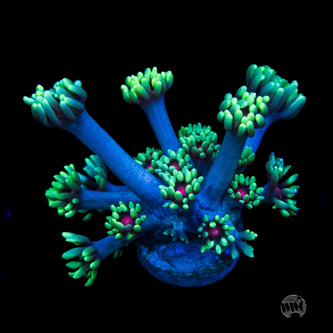 WWC Poison Nova Goniopora