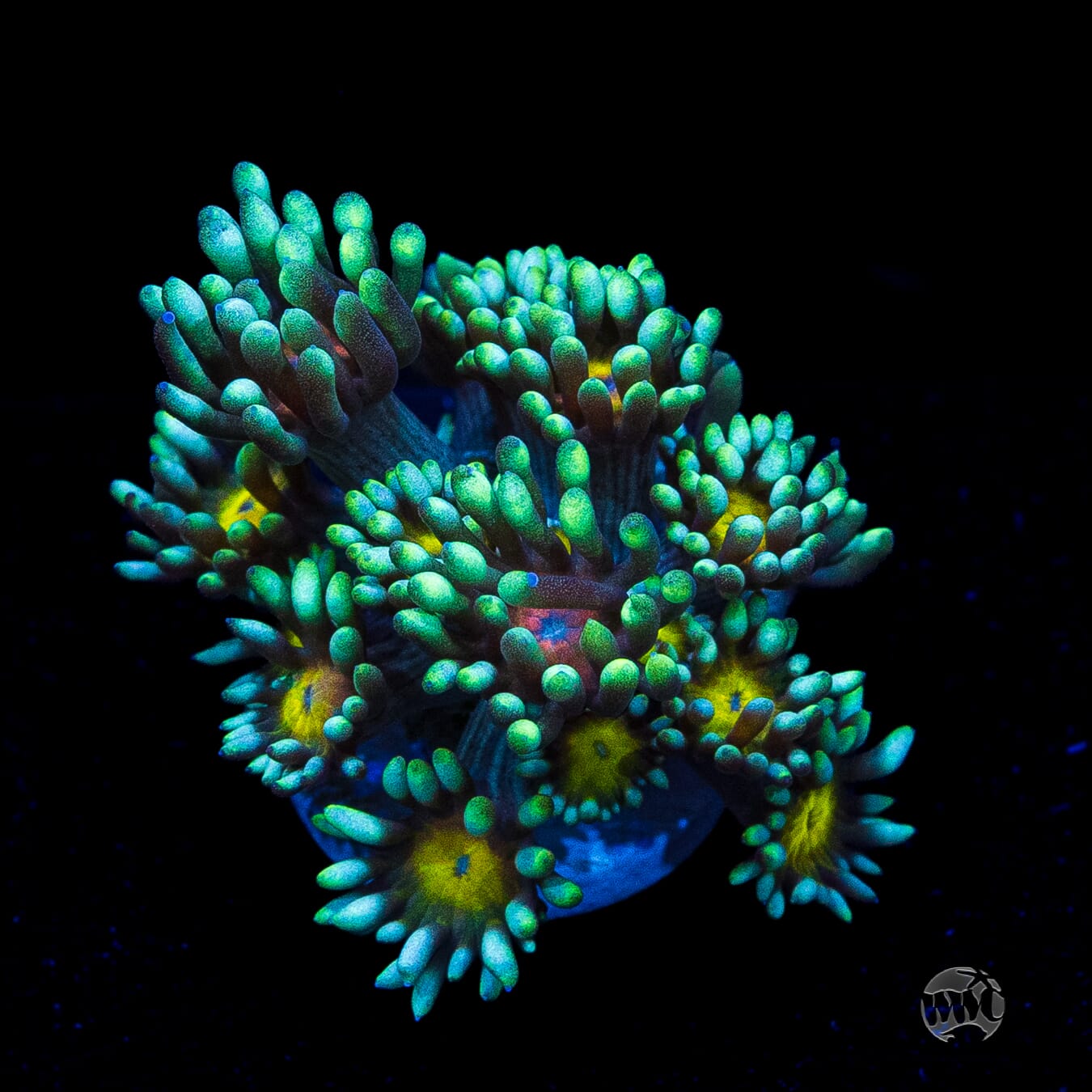 WWC Lemon Head Goniopora