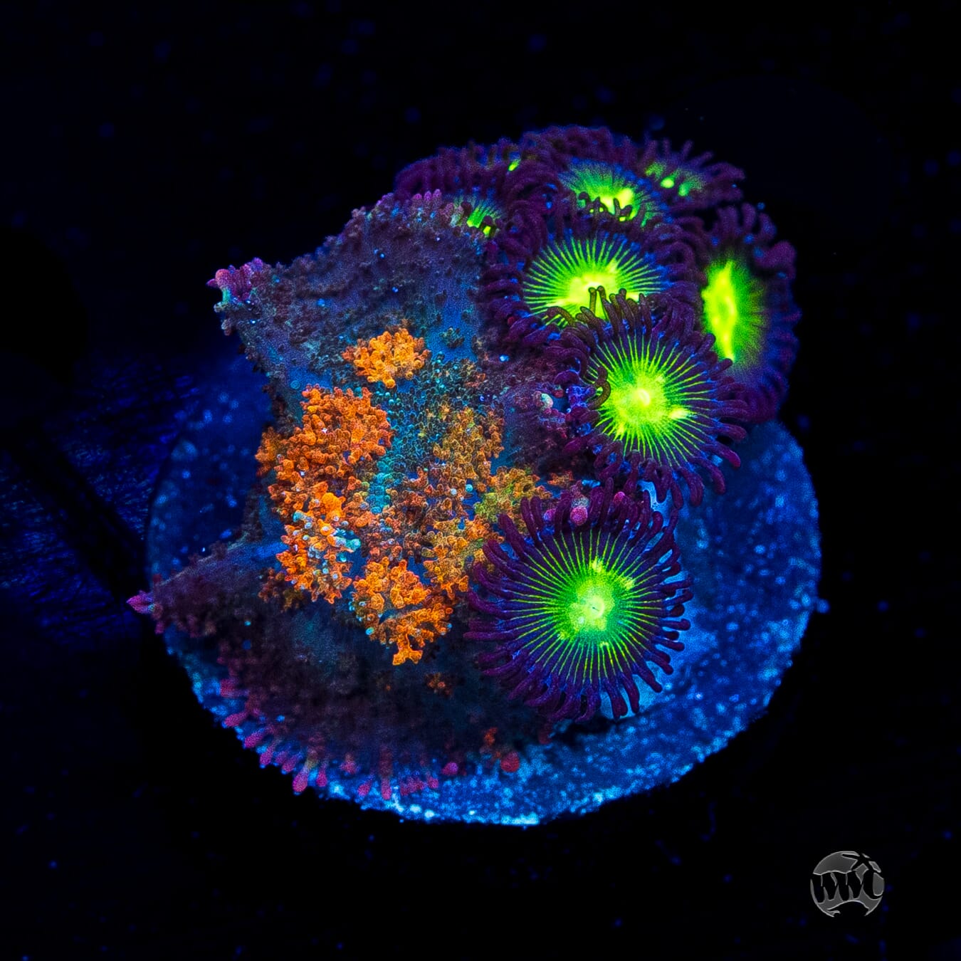 Combo Citrus Grove Rhodactis and Mean Green Zoanthids