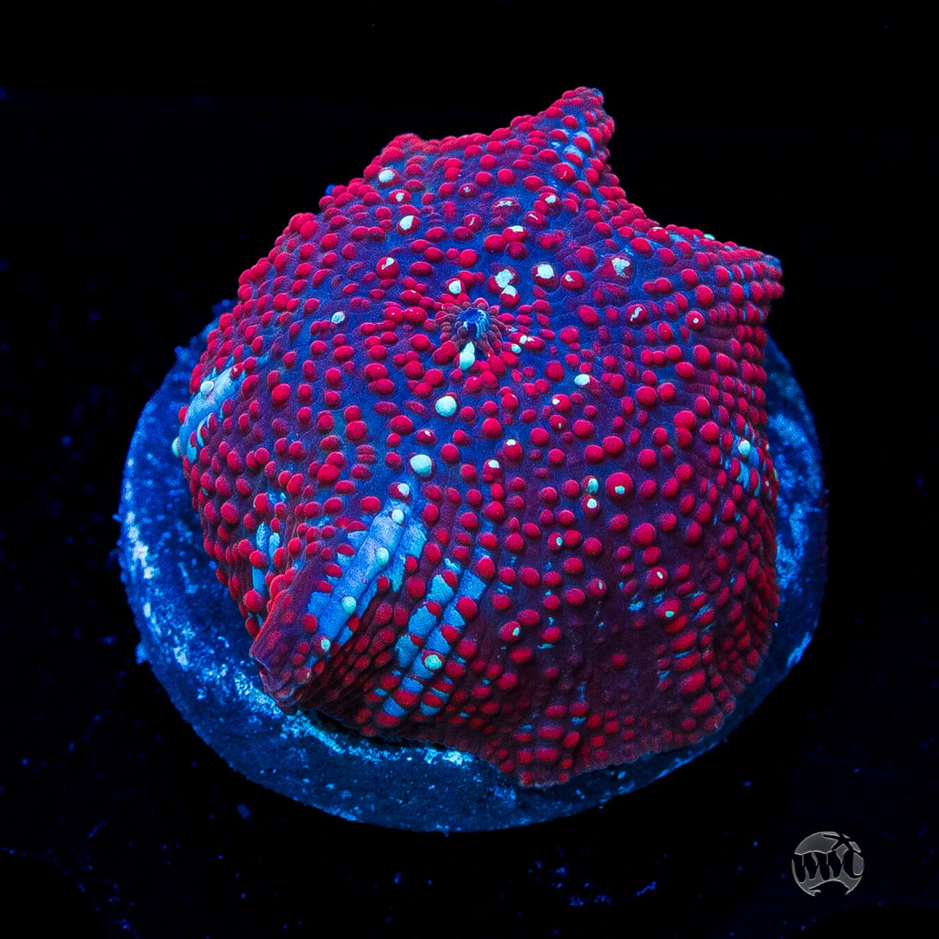 Red Interstellar Disco Mushroom