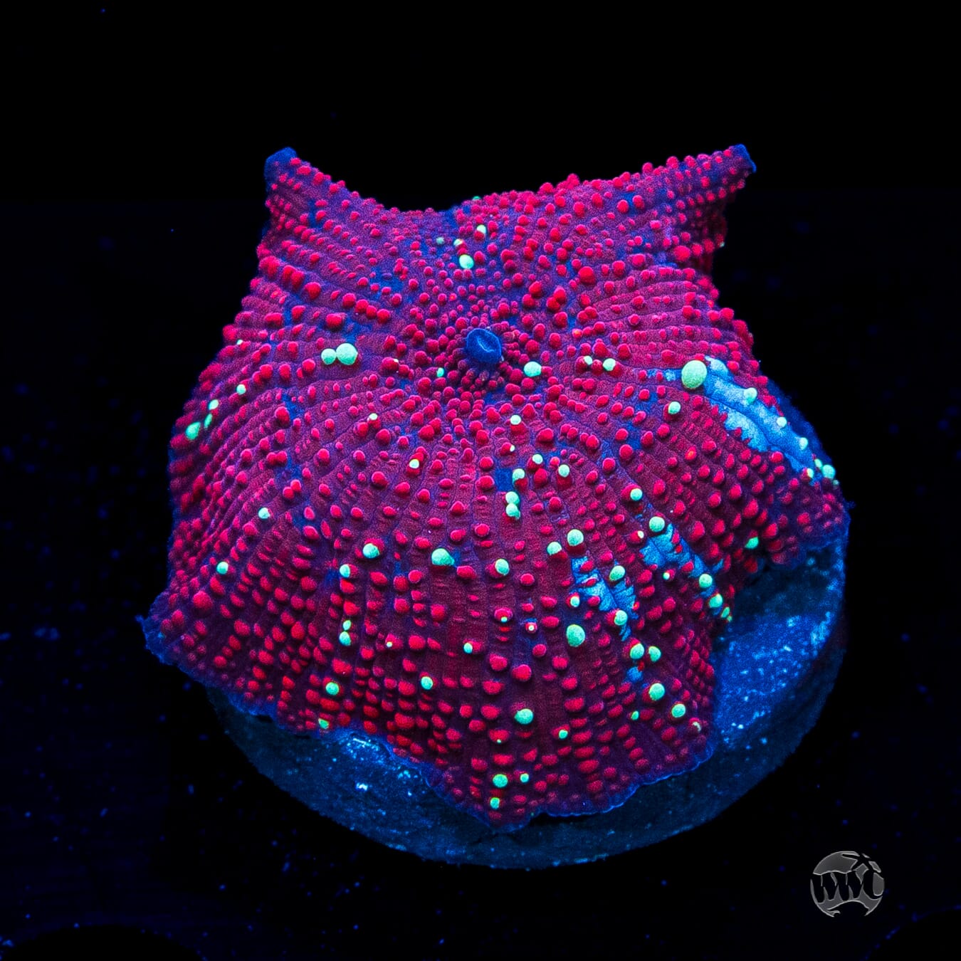 Red Interstellar Disco Mushroom