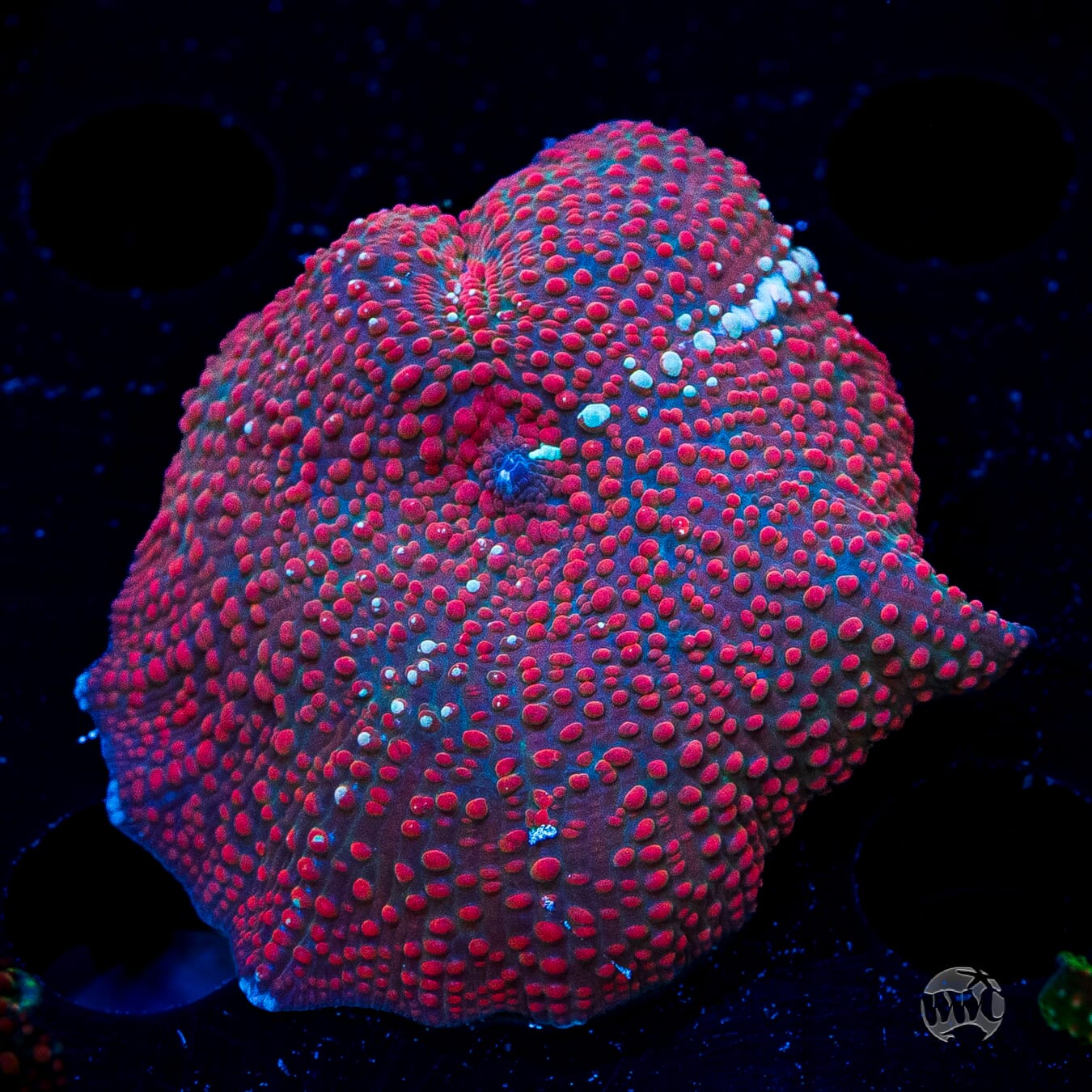 Red Interstellar Disco Mushroom