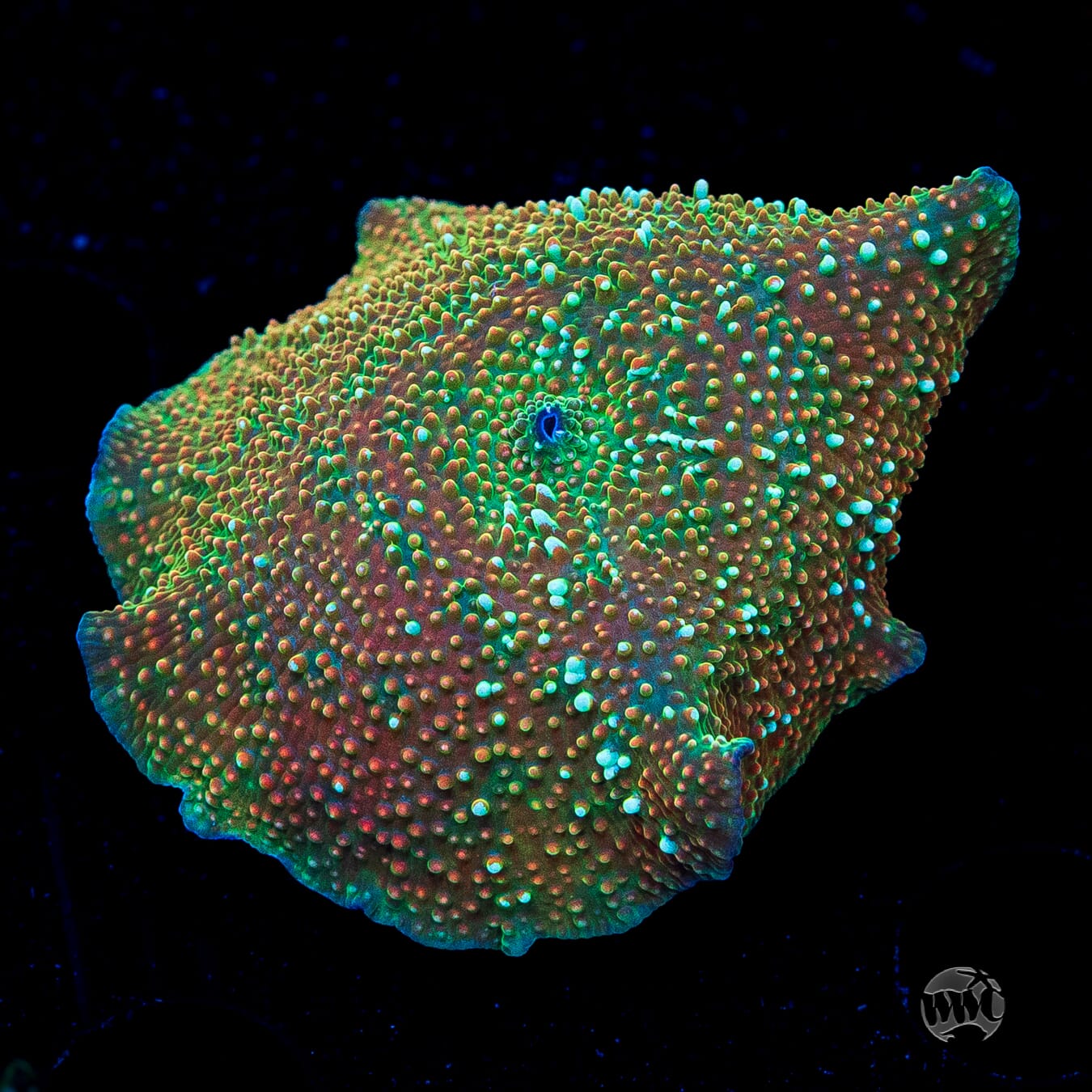 Crocodile Disco Mushroom
