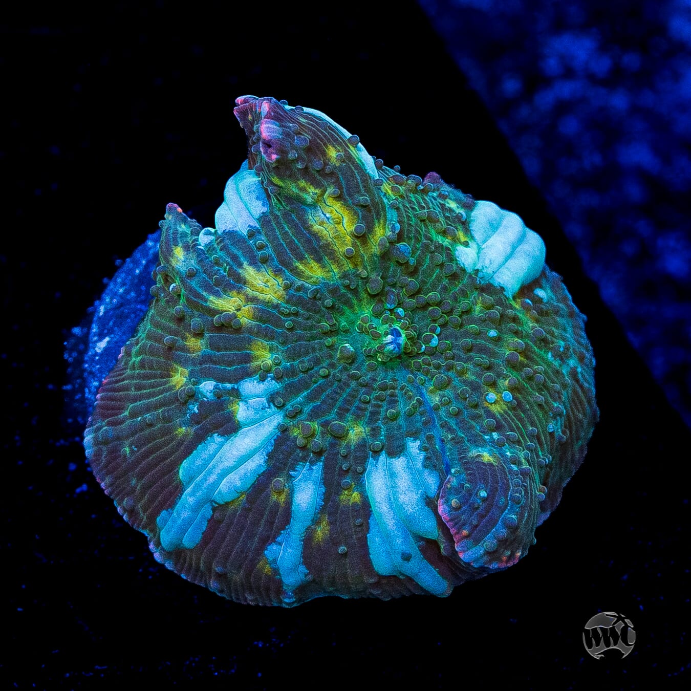 Interstellar Iguana Disco Mushroom