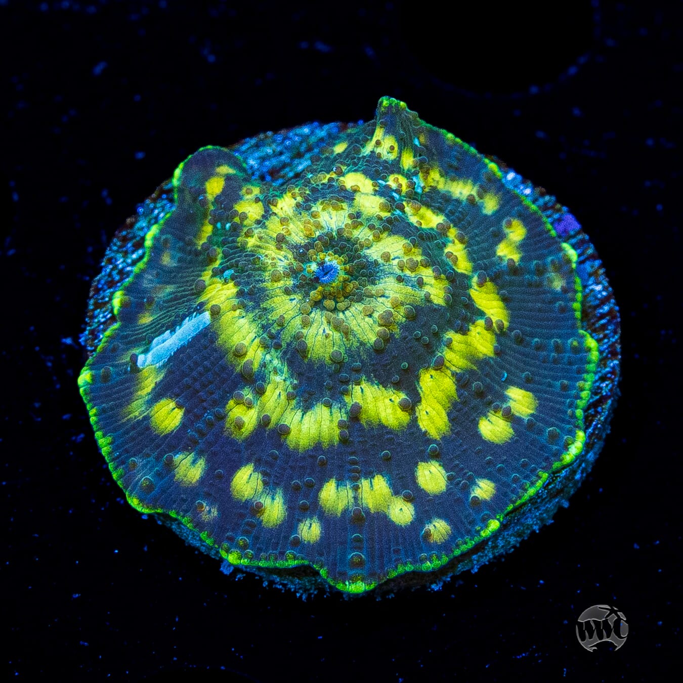 Spotted Disco Mushroom