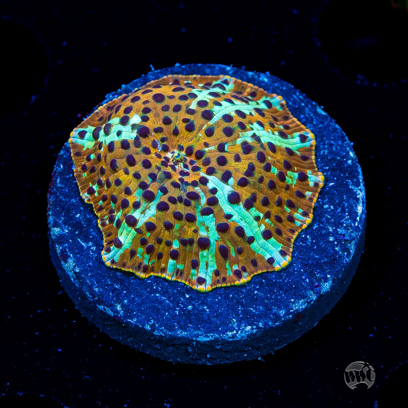 Tiger Eye Disco Mushroom