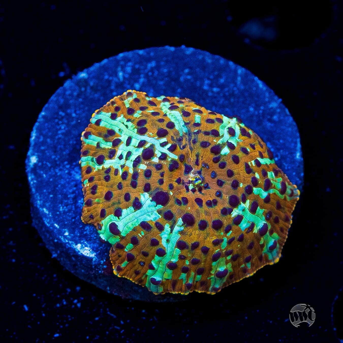 Tiger Eye Disco Mushroom