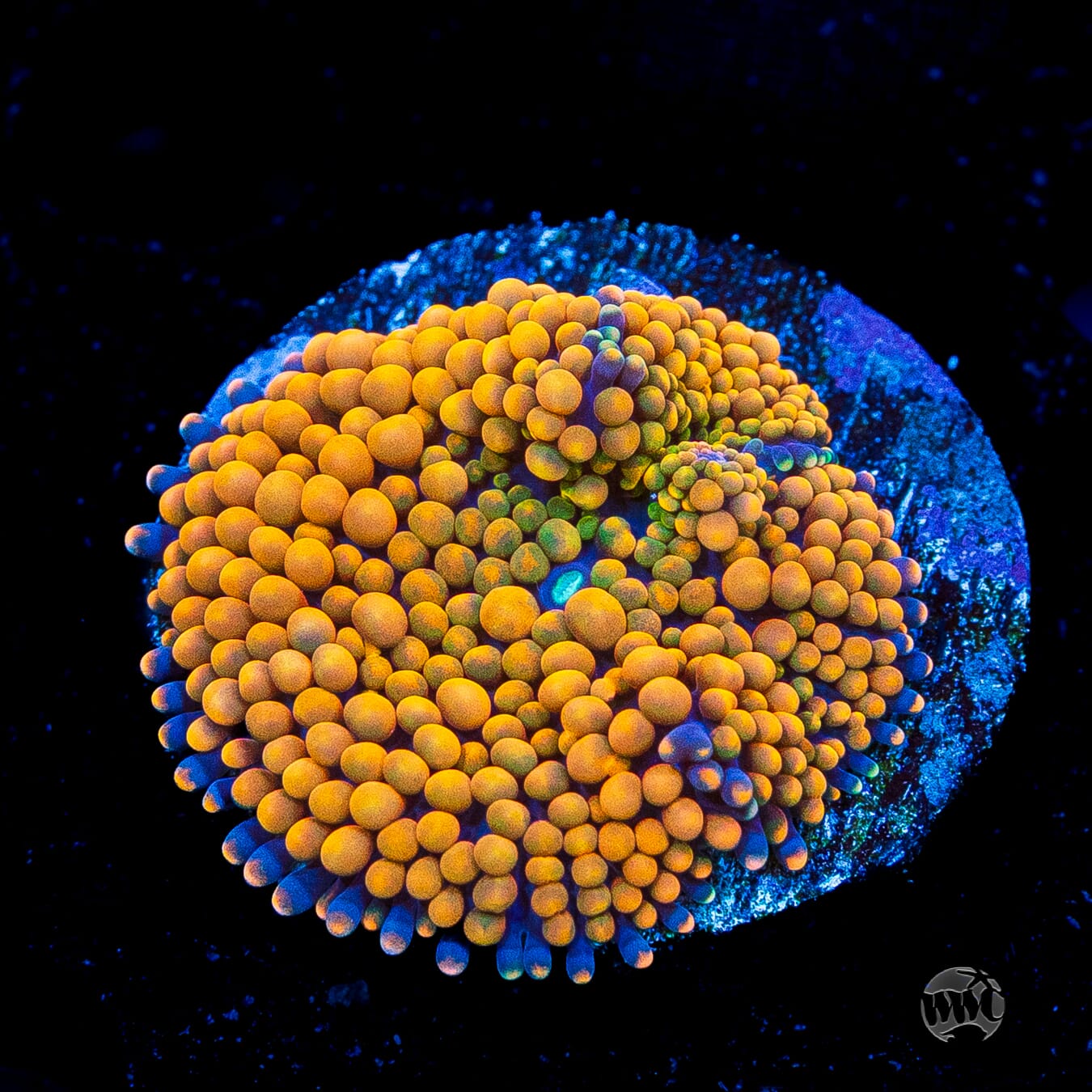 Citrus Grove Ricordea Mushroom