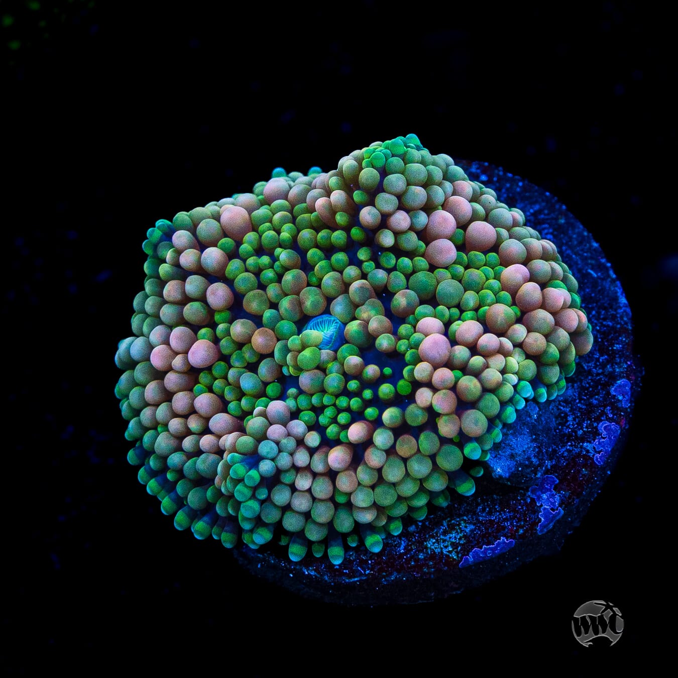 Pinkerton Ricordea Mushroom