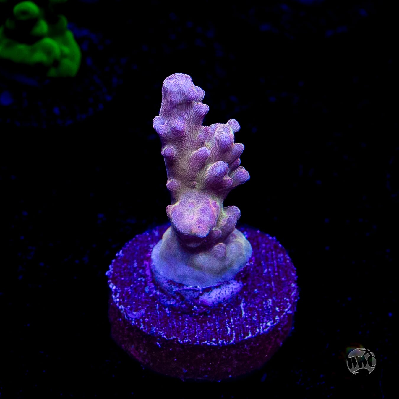 WWC Joe Dirte Acropora