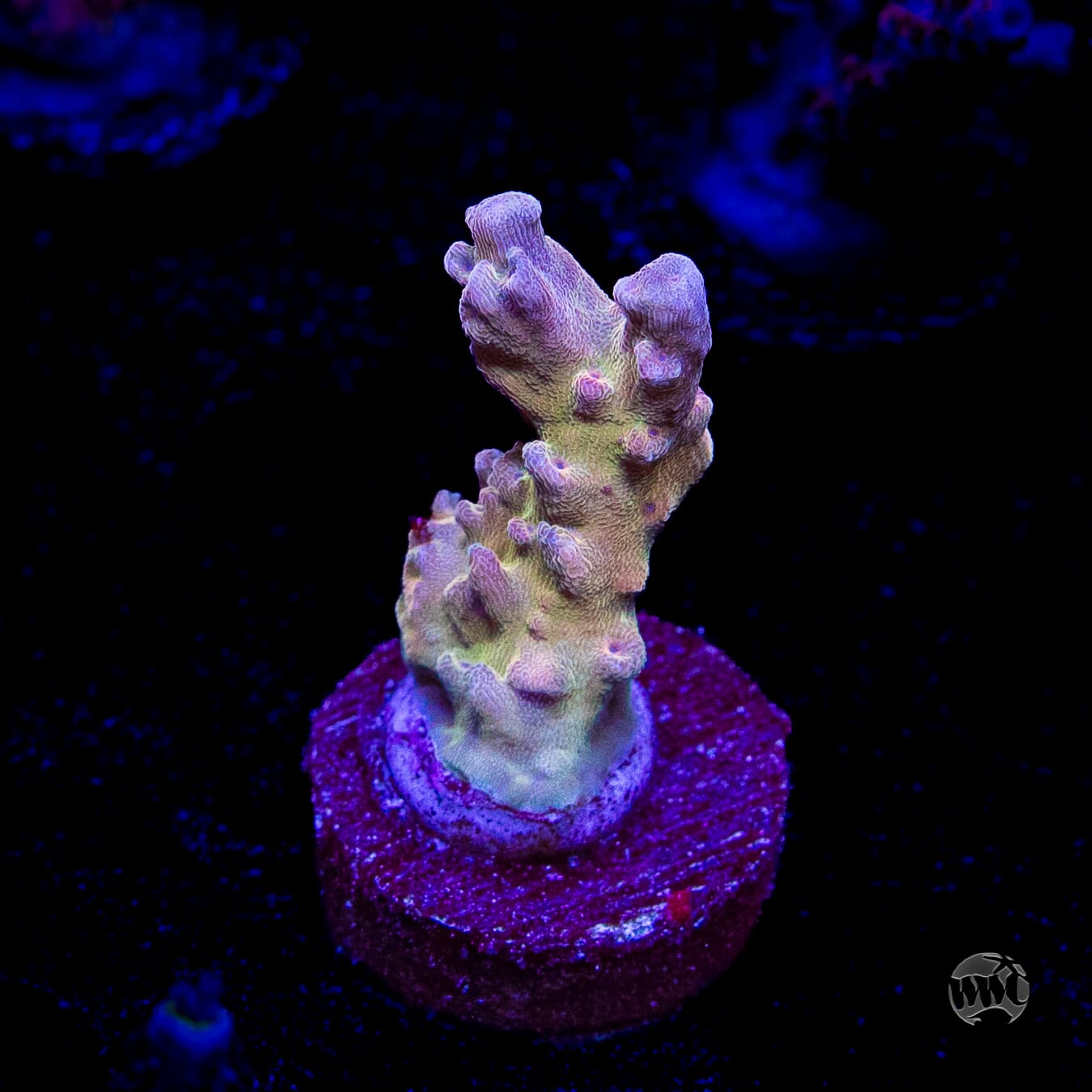 WWC Joe Dirte Acropora
