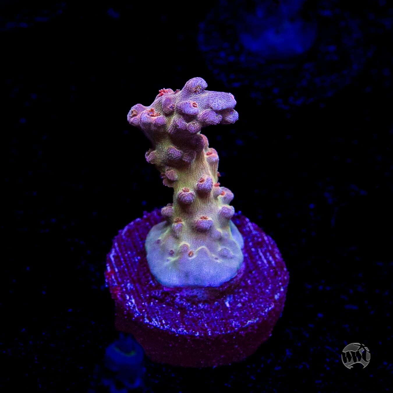WWC Joe Dirte Acropora