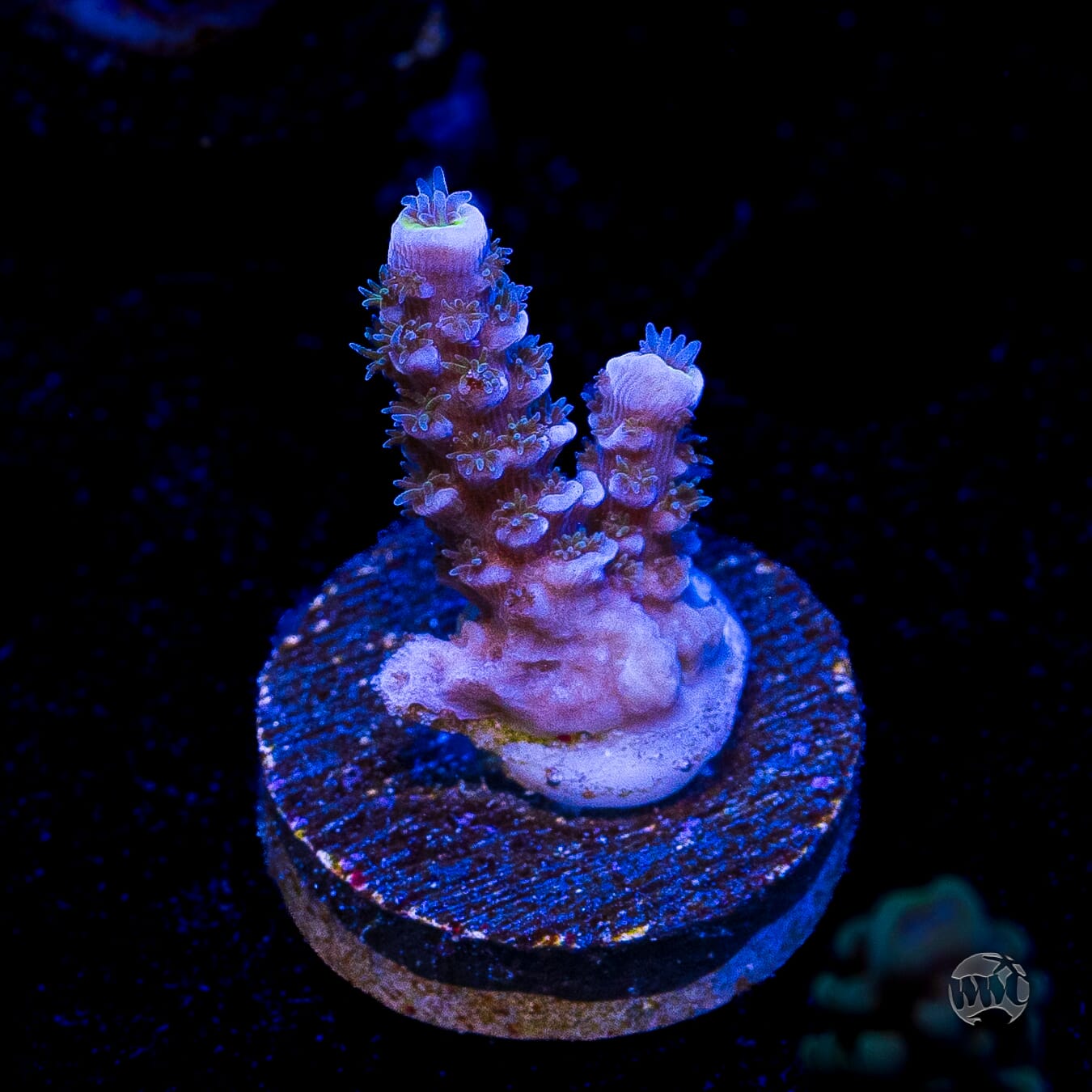 Jason Fox Papa Smurf Tenuis Acropora