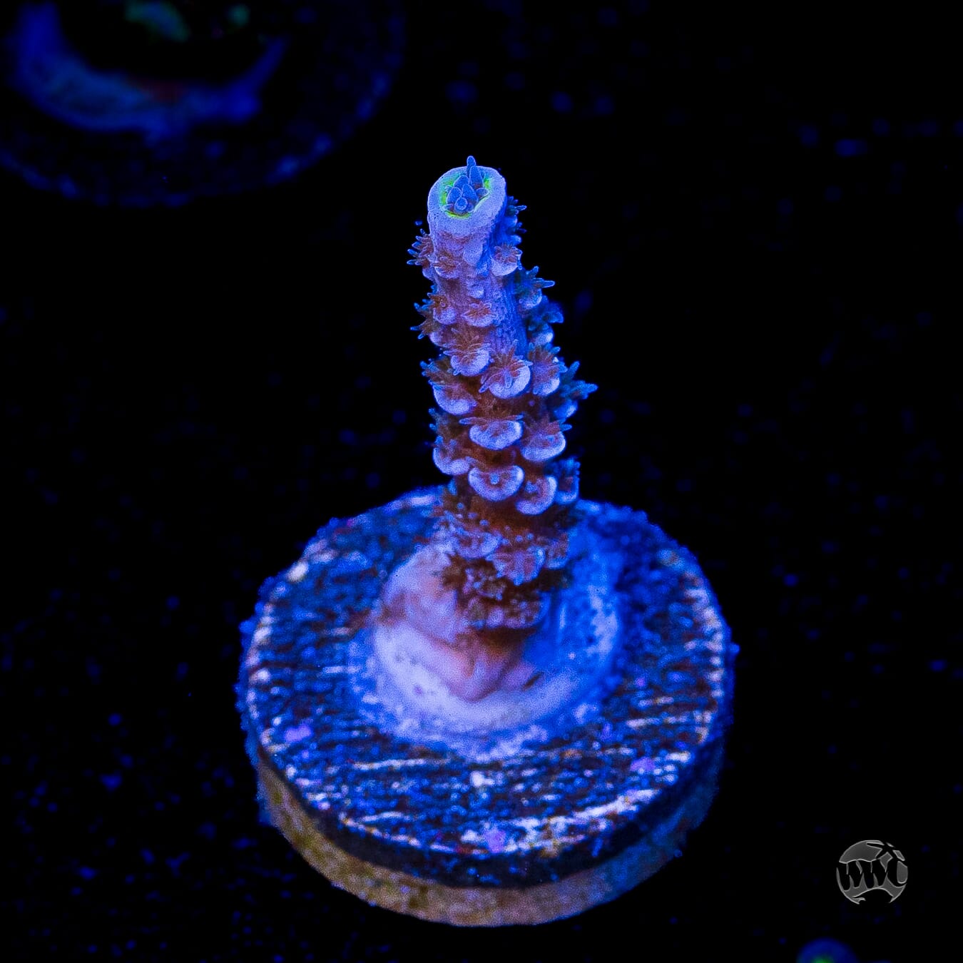 Jason Fox Papa Smurf Tenuis Acropora