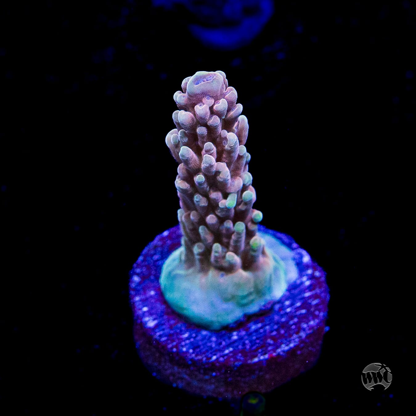 WWC Inner Planet Acropora
