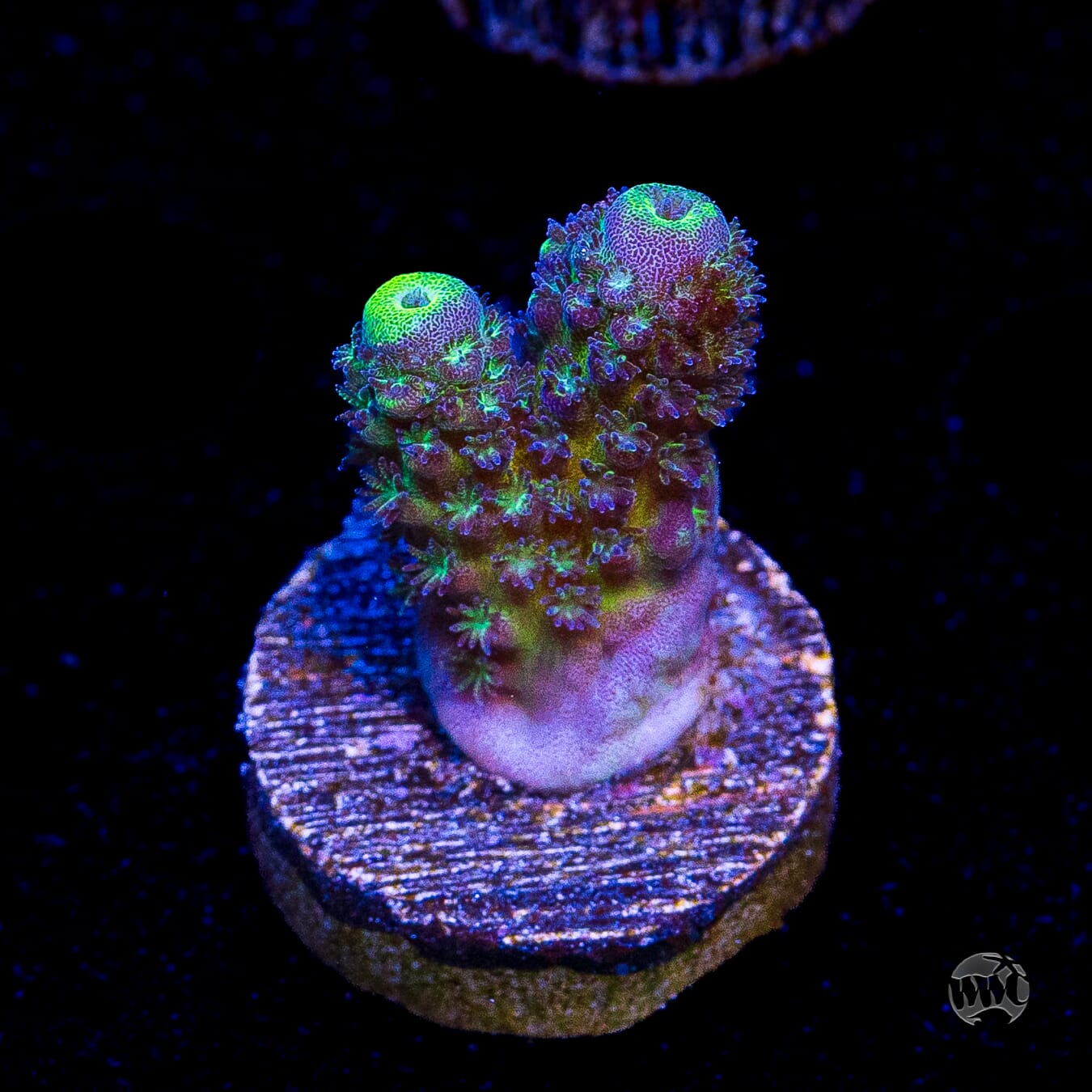 WWC Nuclear Grapes Acropora