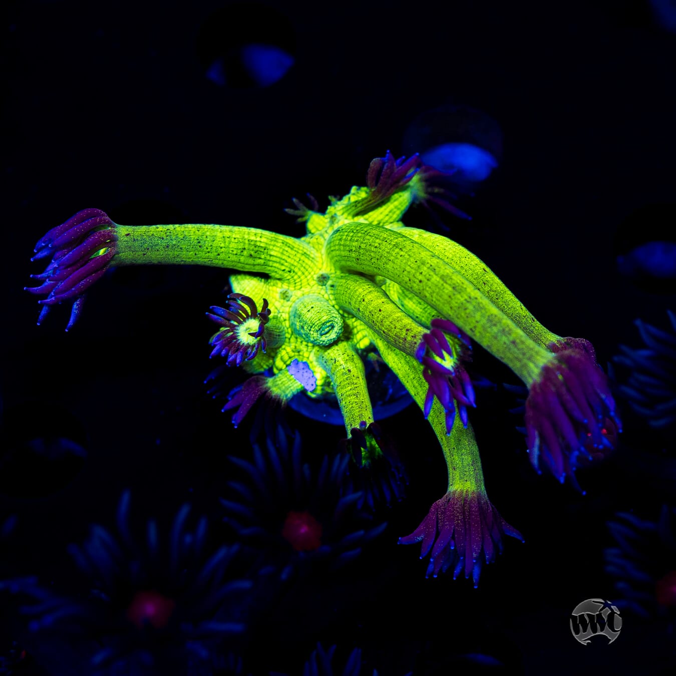WWC Shadow Flame Goniopora