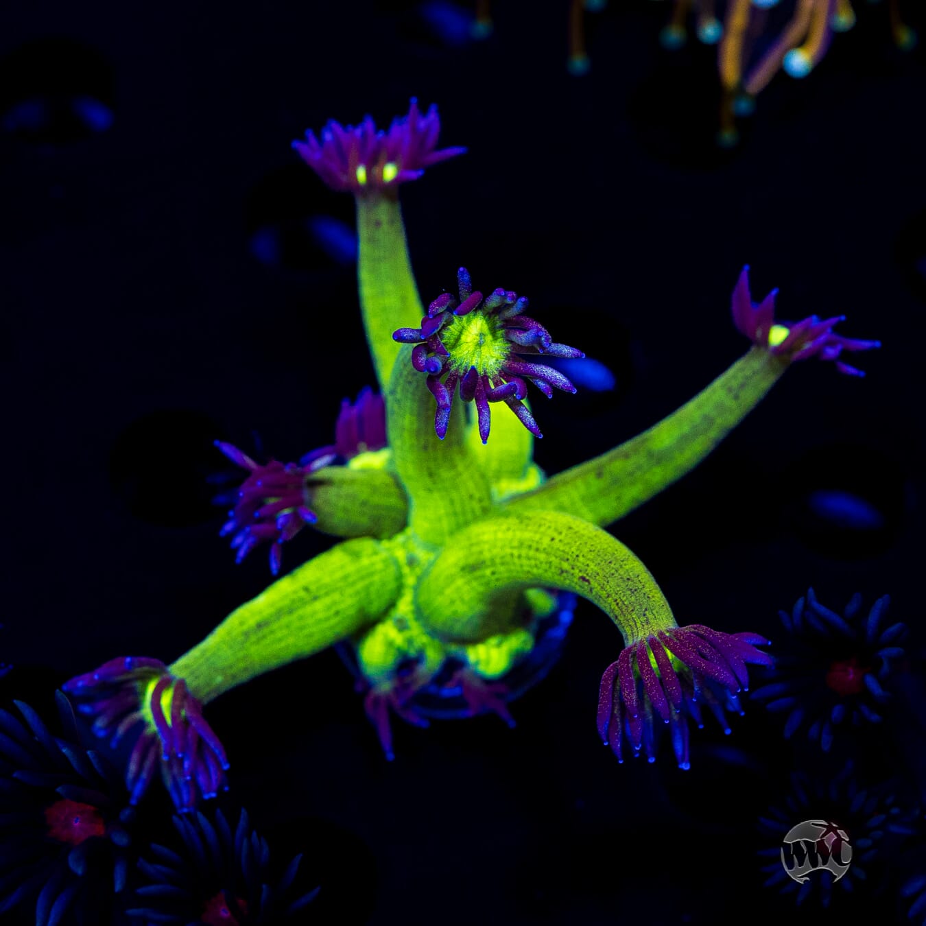 WWC Shadow Flame Goniopora