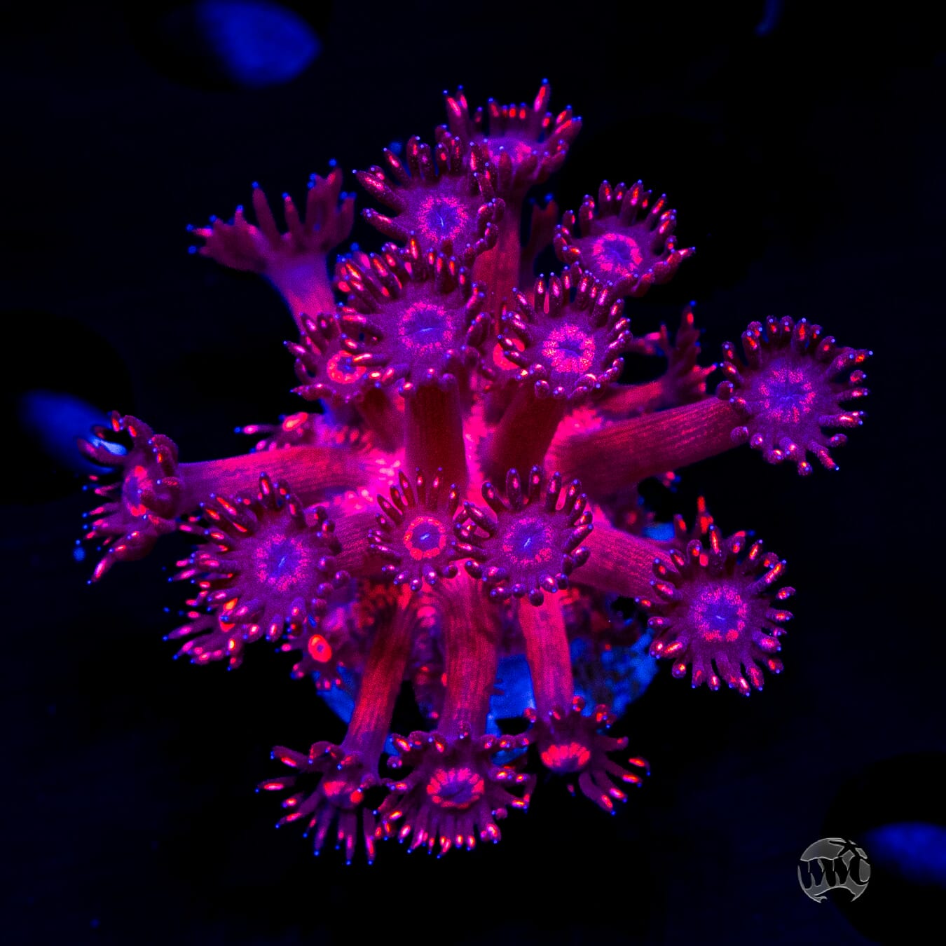 WWC Ruby Red Goniopora