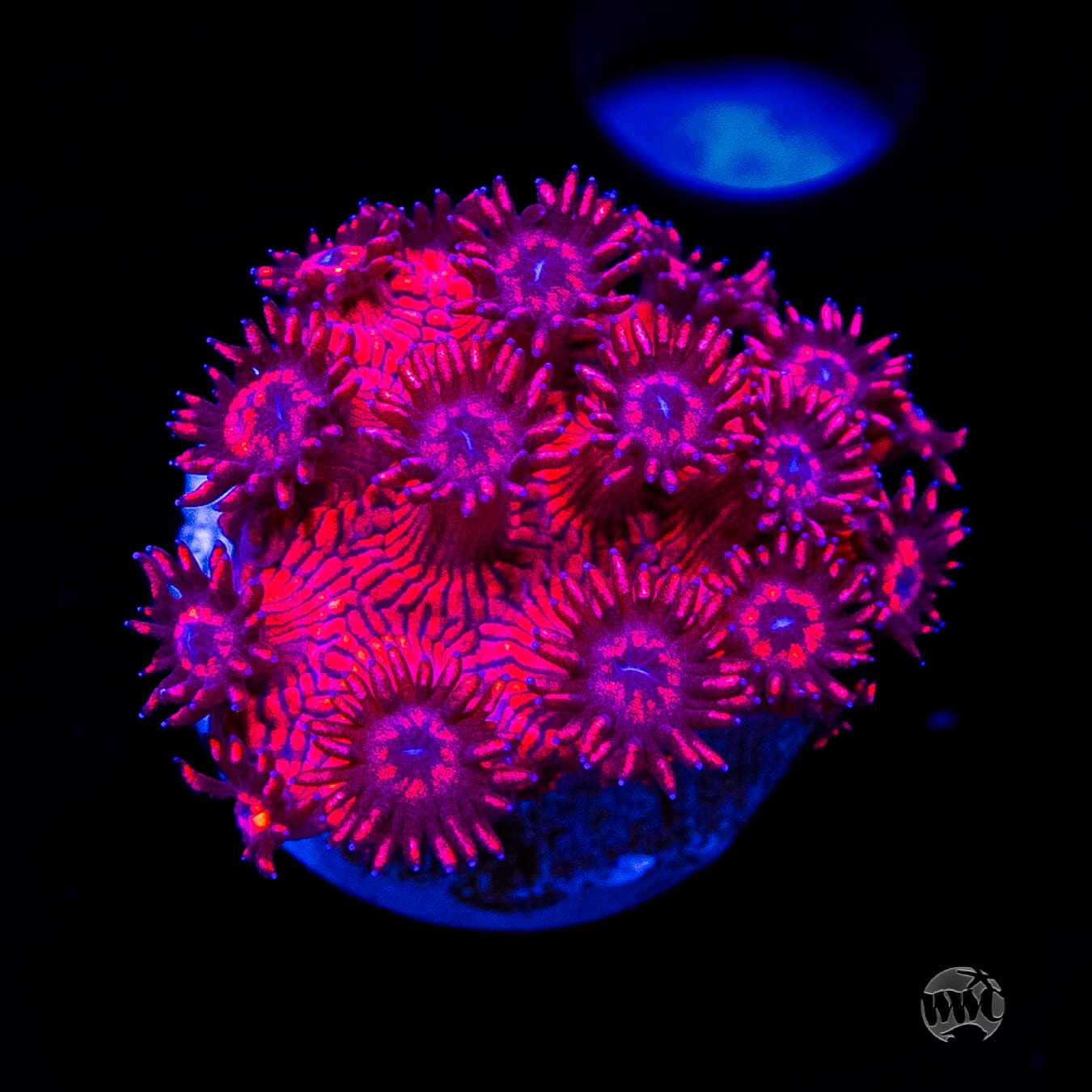 WWC Ruby Red Goniopora