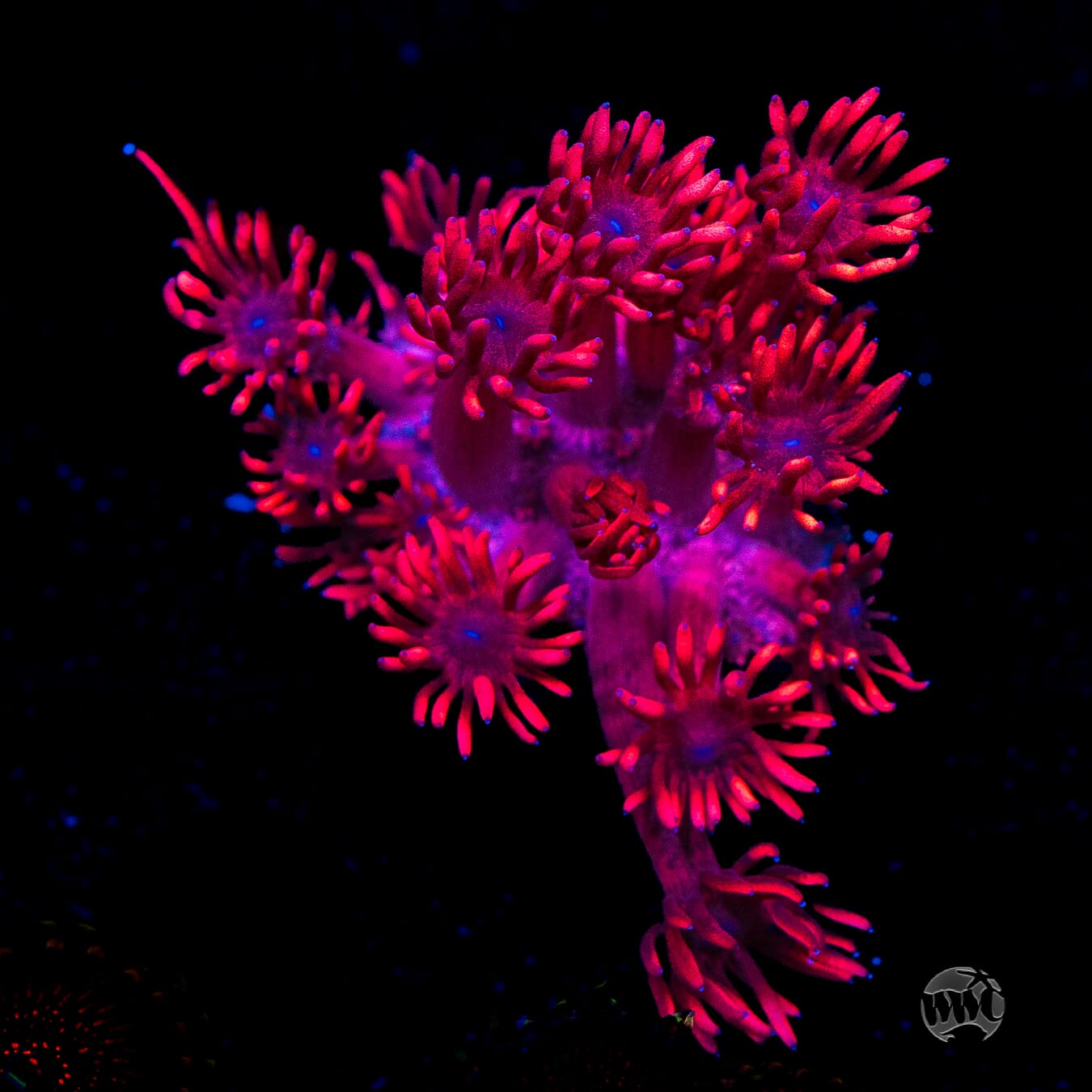 Ruby Red Goniopora