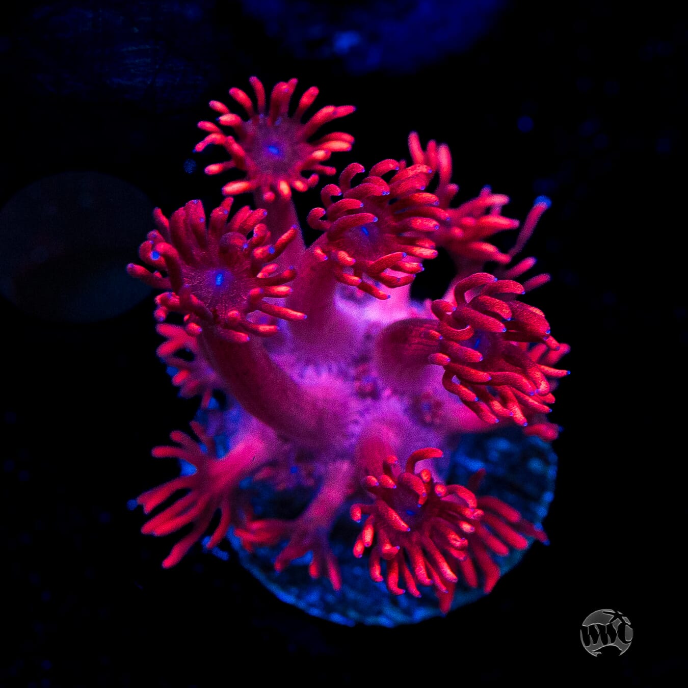 Ruby Red Goniopora