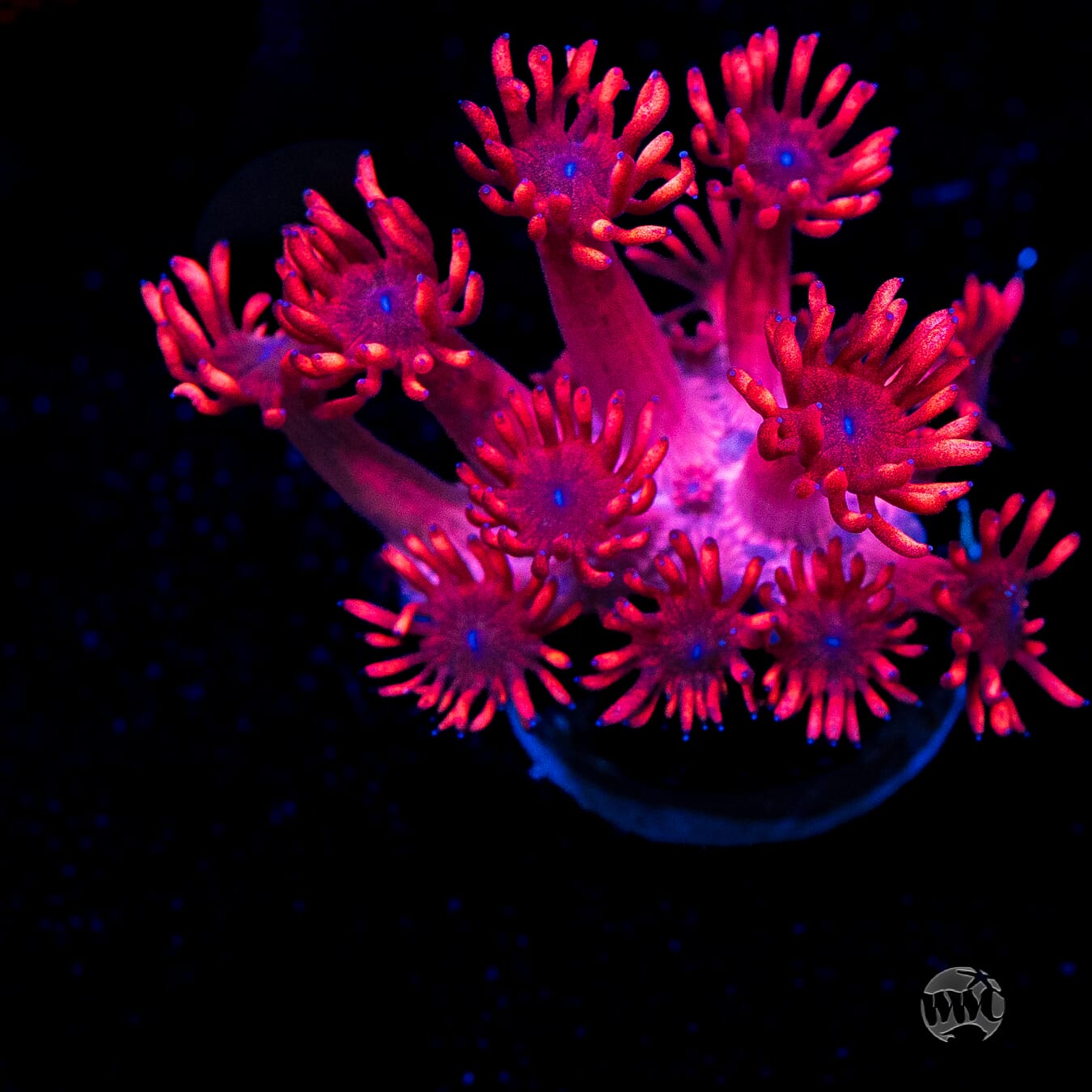 Ruby Red Goniopora