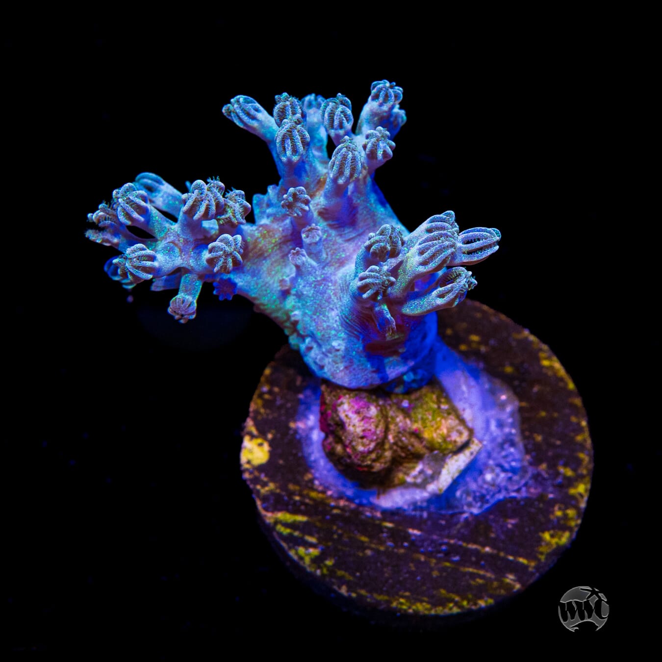 WWC Rainbow Sprinkles Cespitularia