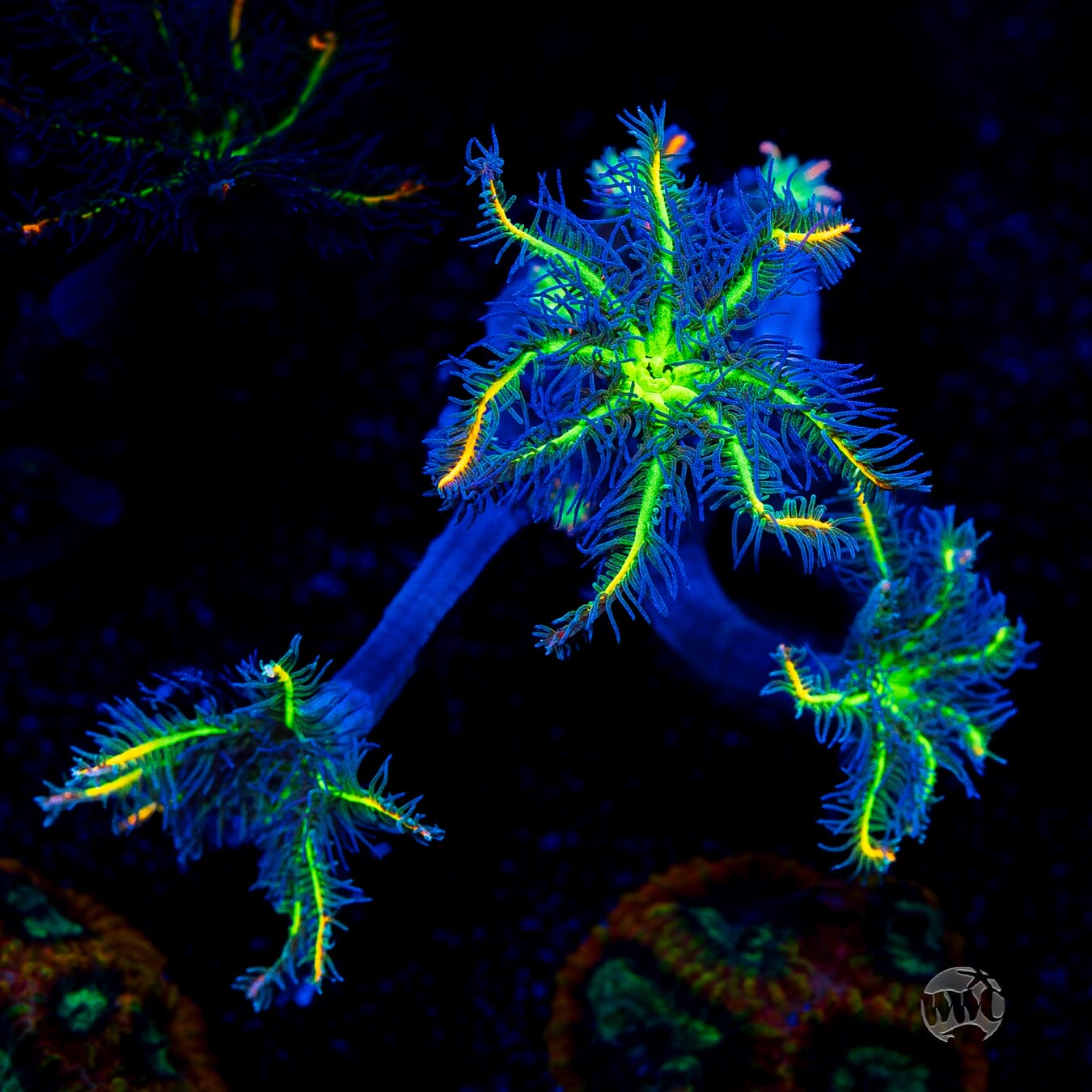 WWC High Voltage Clove Polyps