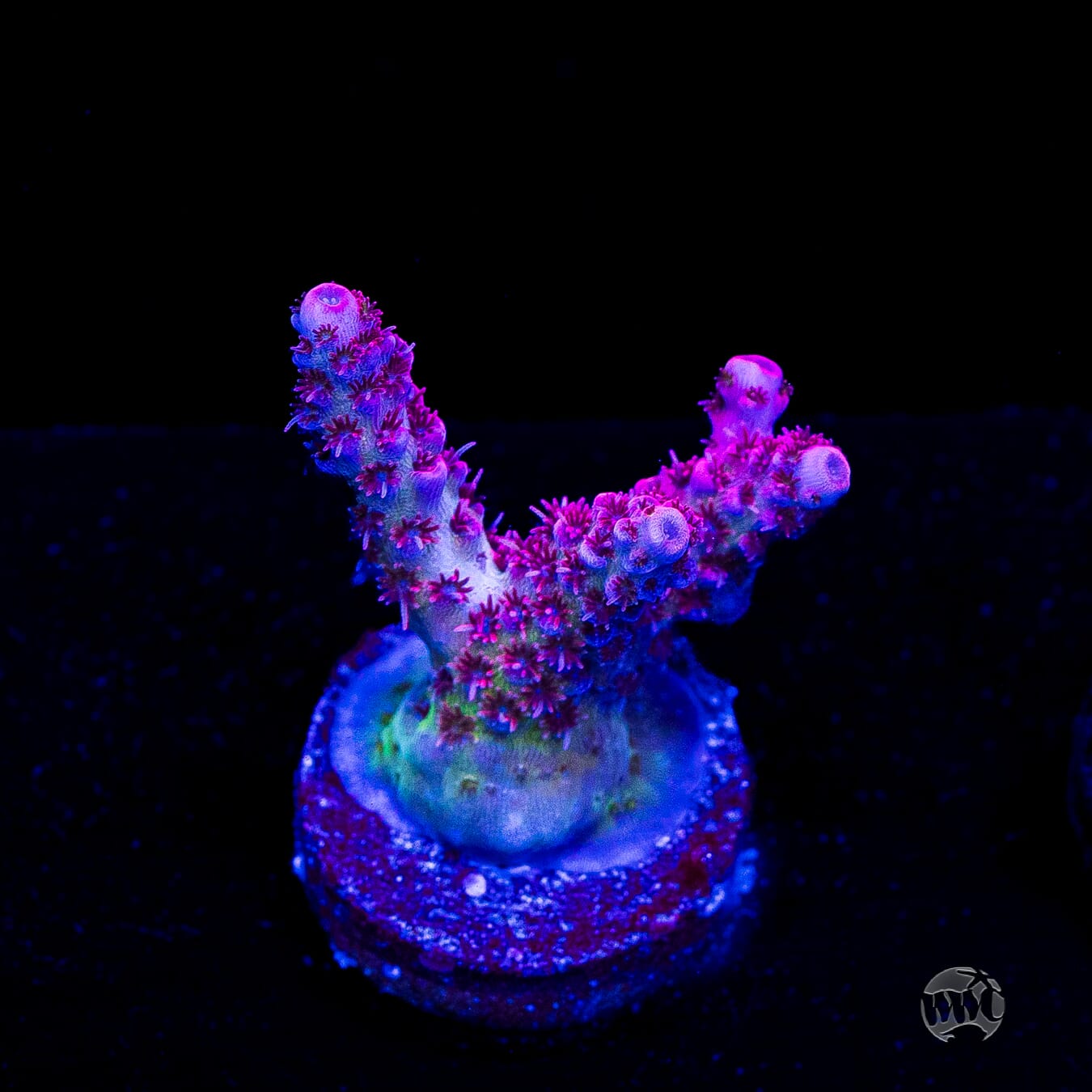 WWC Ruby Runner Acropora