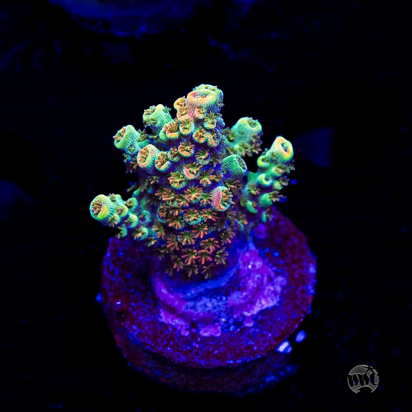 Bill Murray Acropora